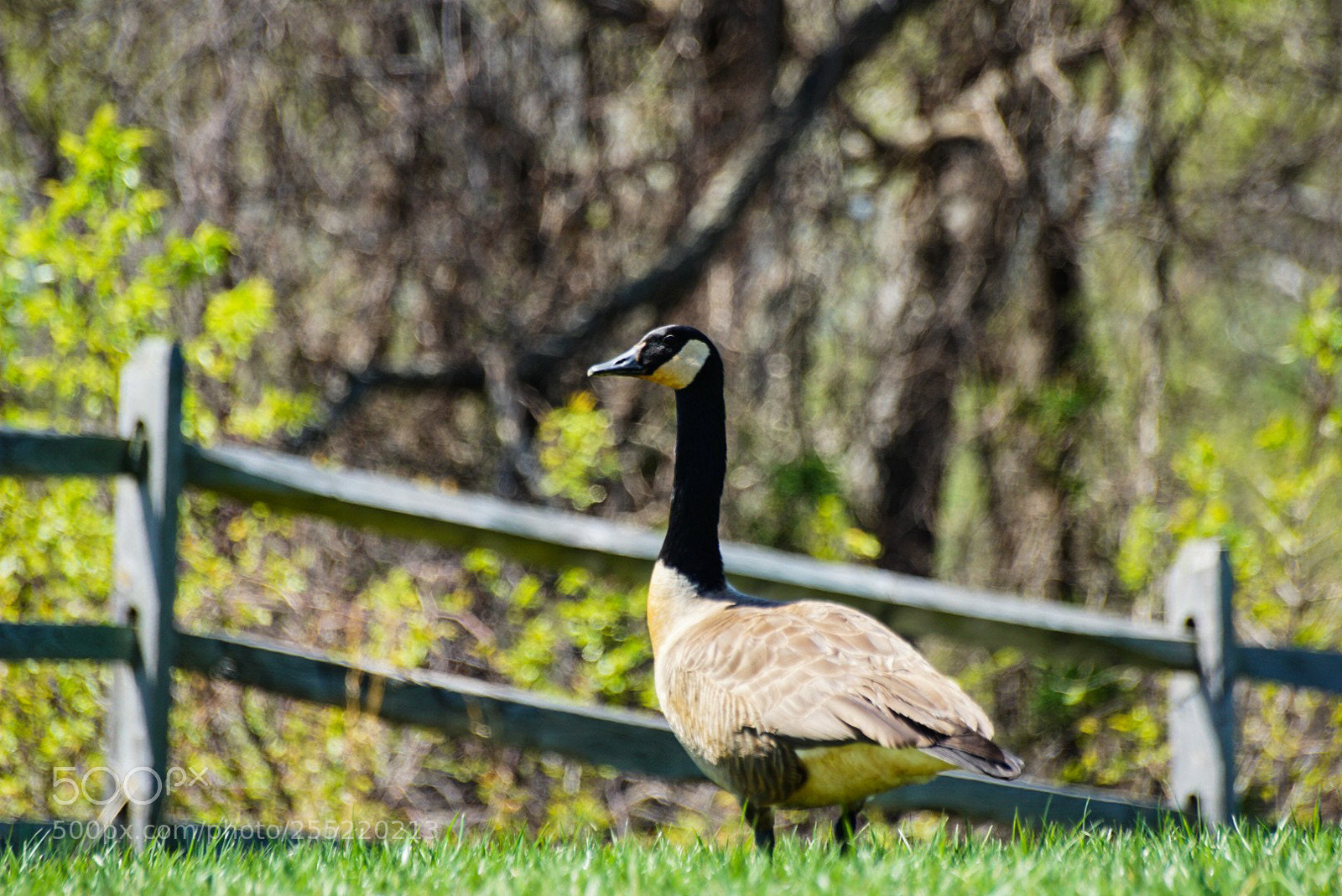 Sony a6000 sample photo. A surveying in spring photography