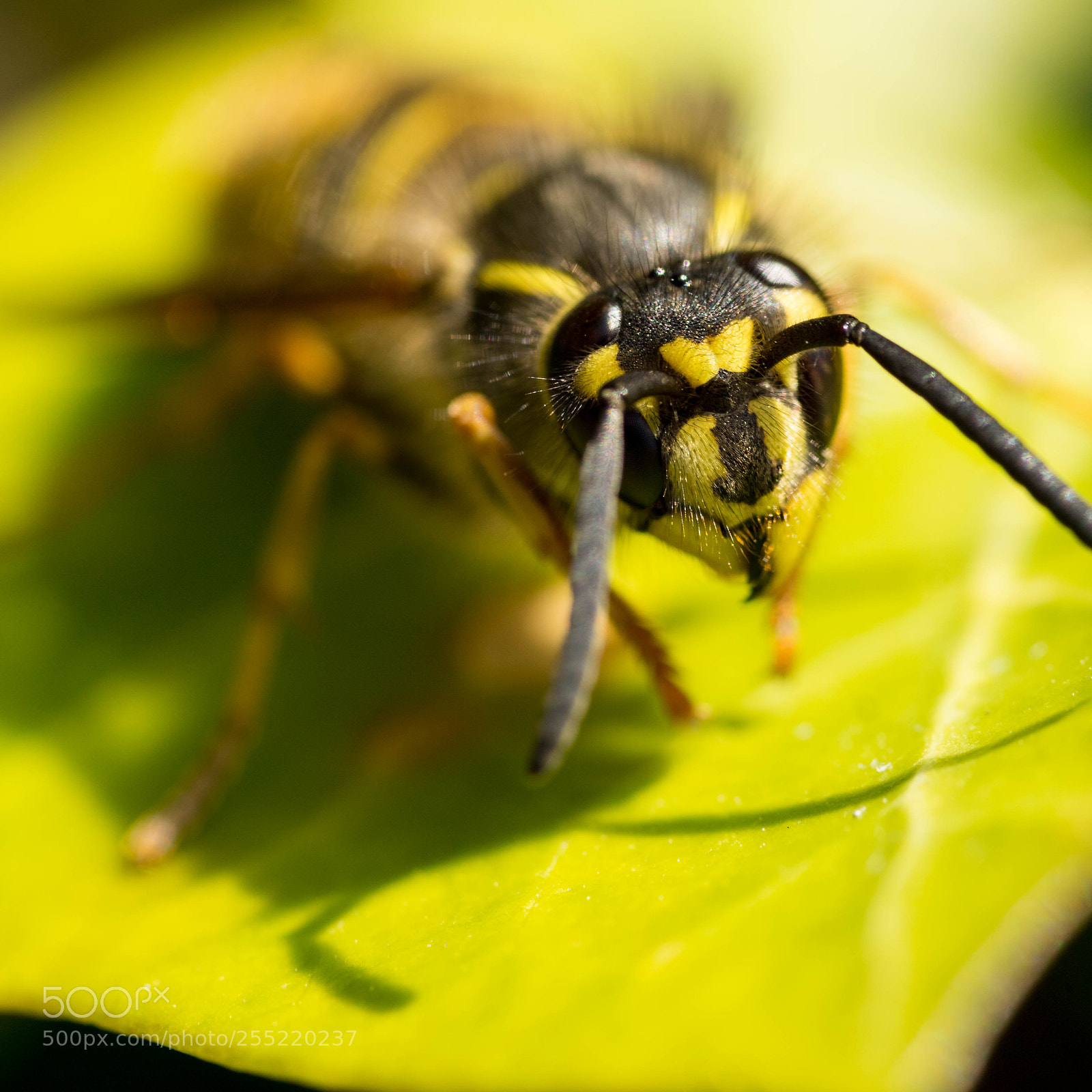 Sony a6000 sample photo. Wasp photography