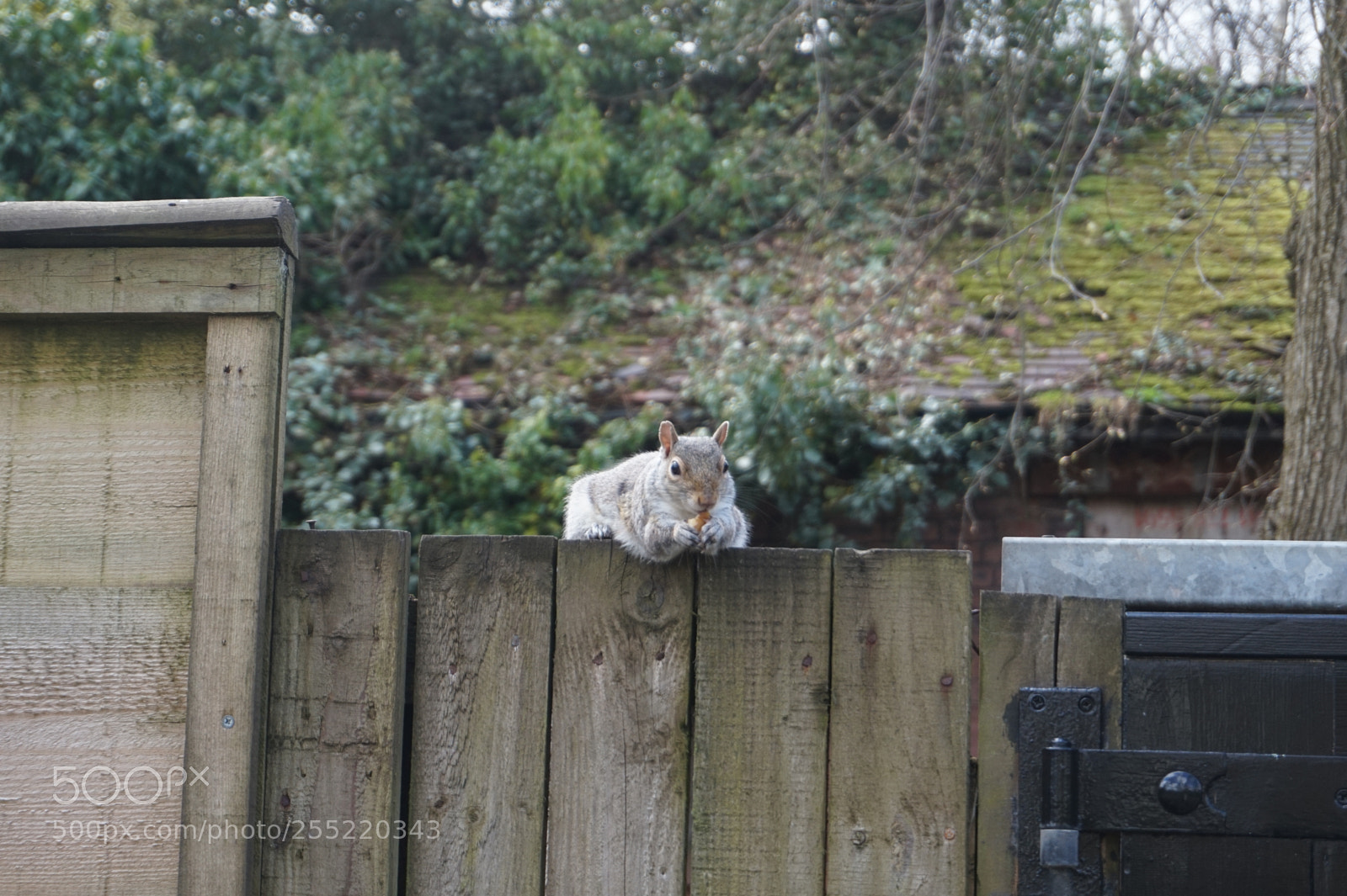 Sony Alpha a5000 (ILCE 5000) sample photo. What's ya looking at? photography