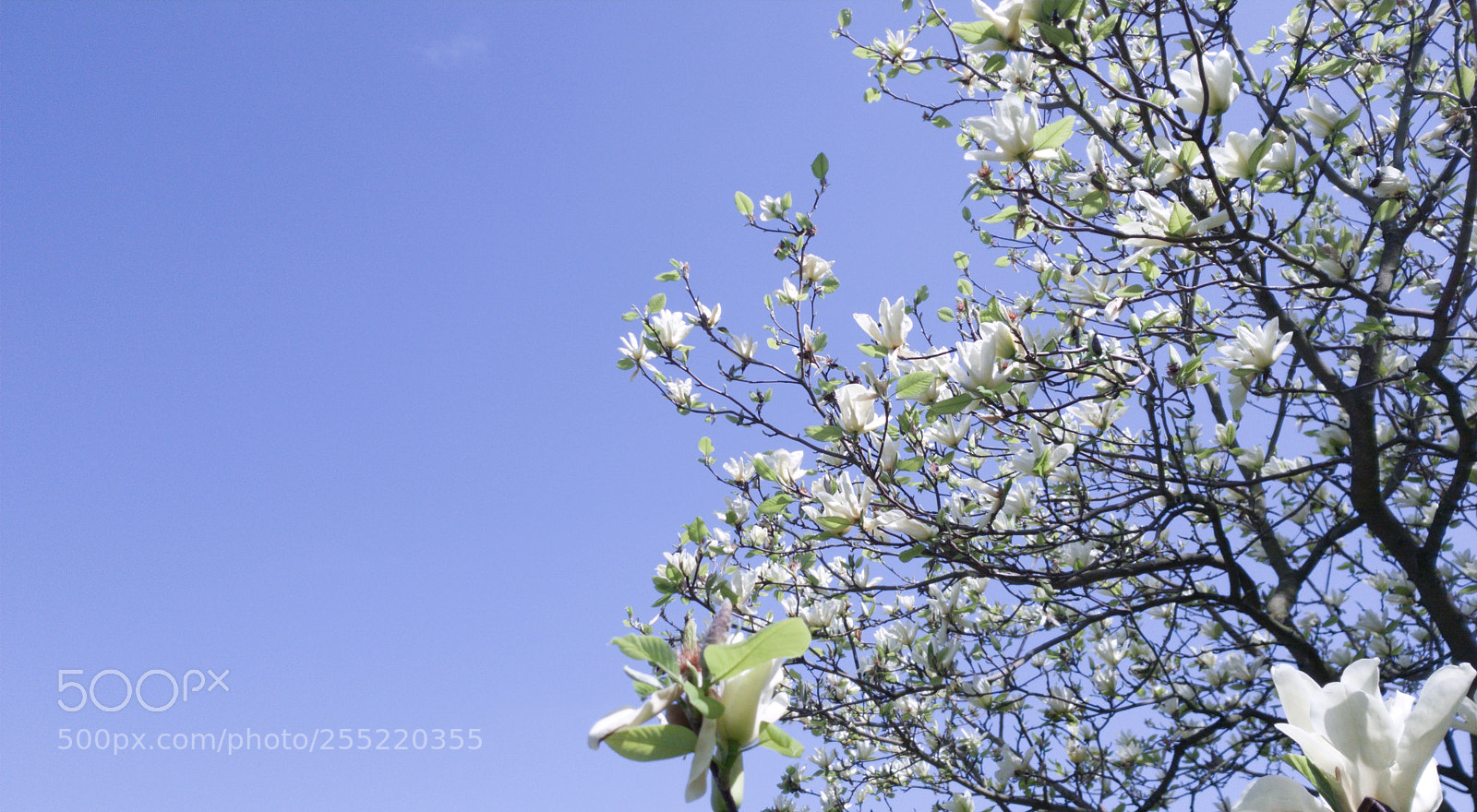 Samsung Galaxy S9 sample photo. Magnolia tree spring blossom photography