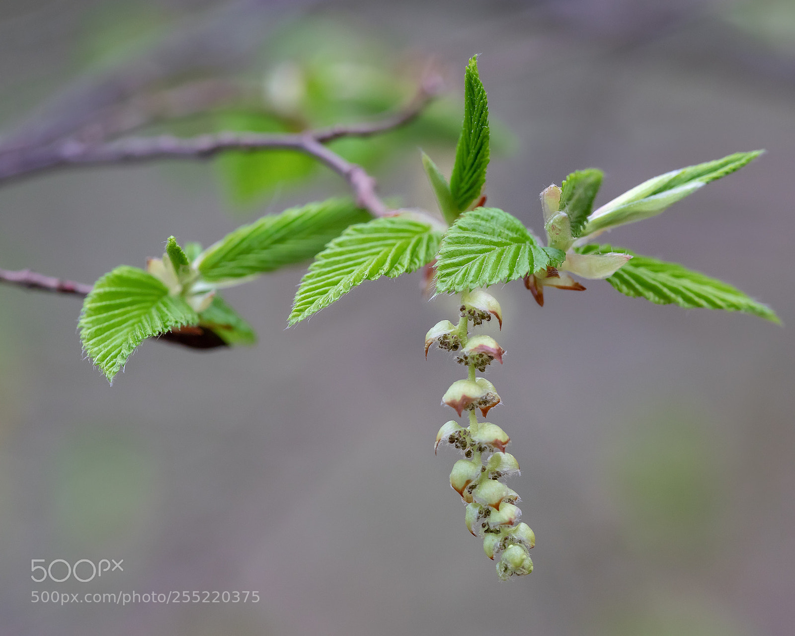 Canon EOS 5D Mark IV sample photo. Carpinus betulus photography
