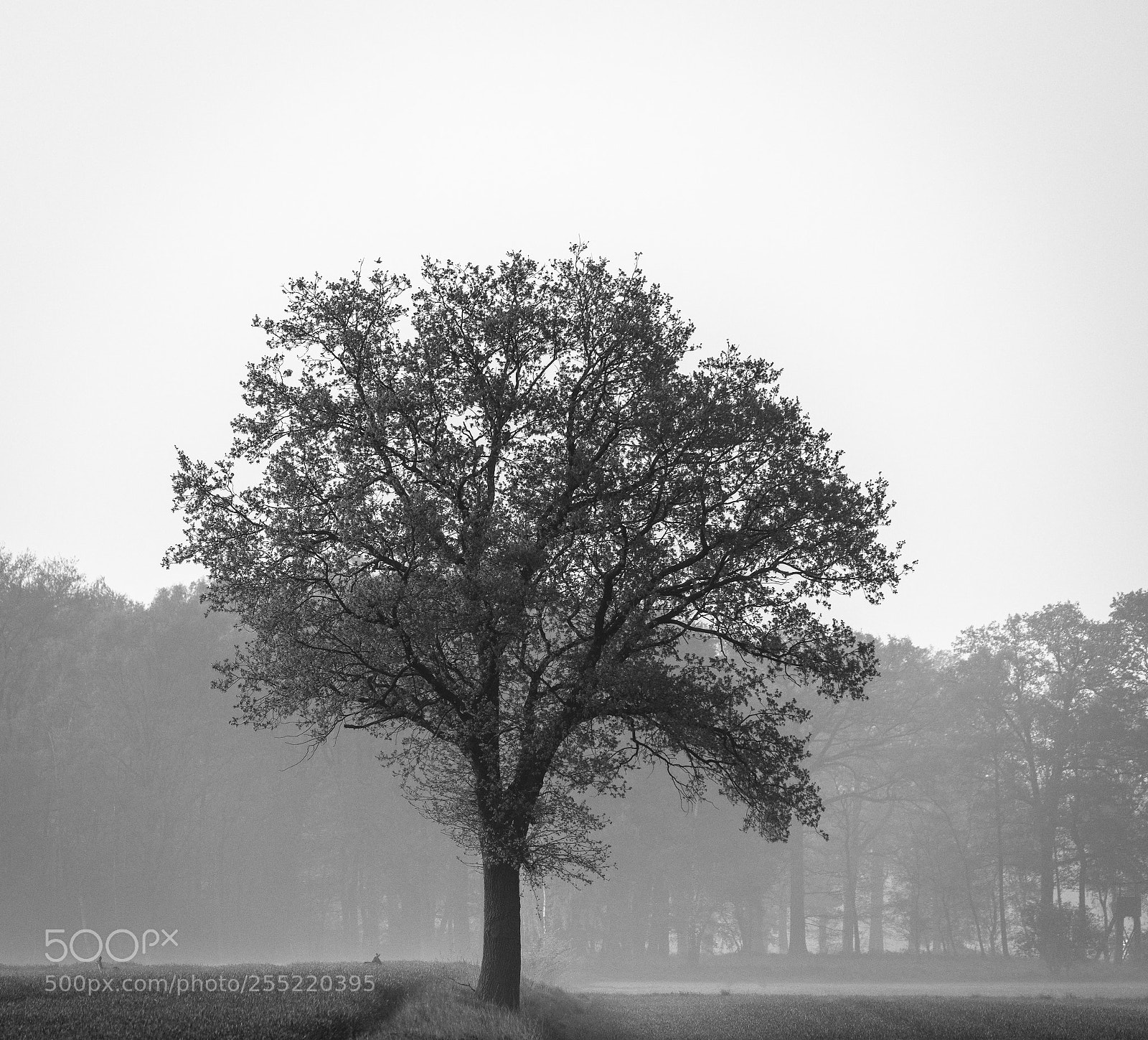 Sony a7R II sample photo. Morning in the fields photography