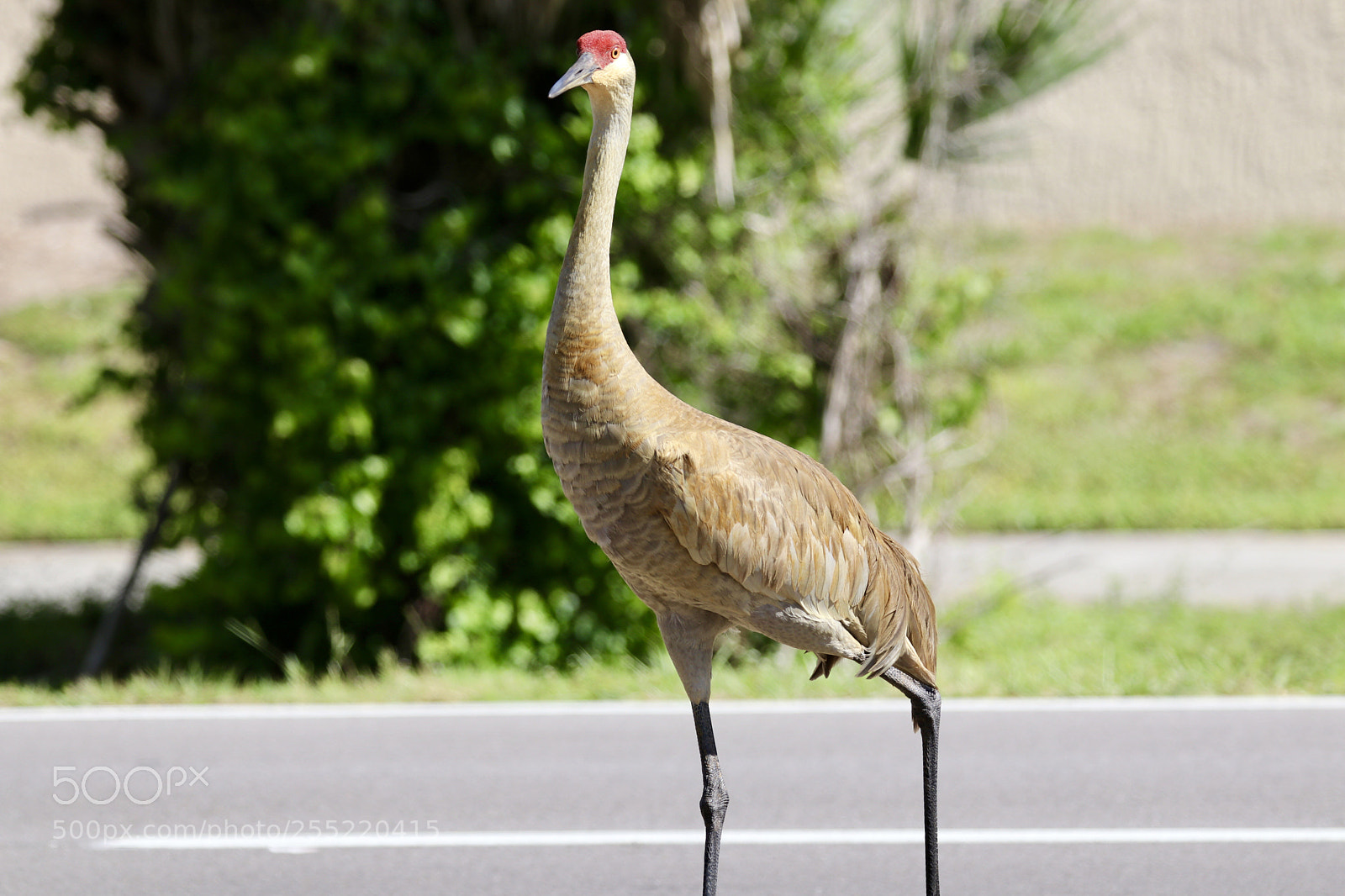 Canon EOS 80D sample photo. Sandhill crane photography