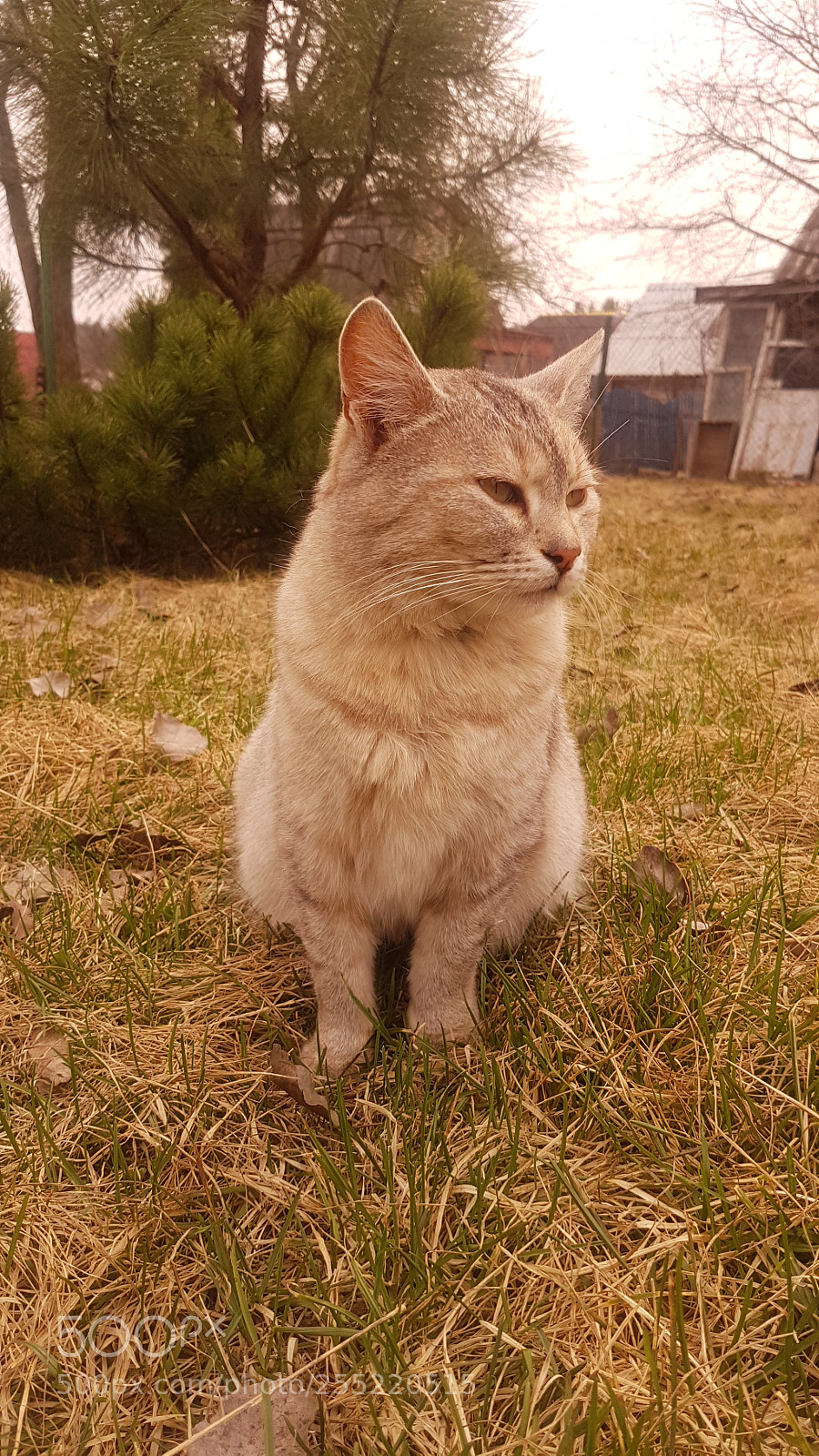Samsung Galaxy S7 sample photo. Beauty cat photography