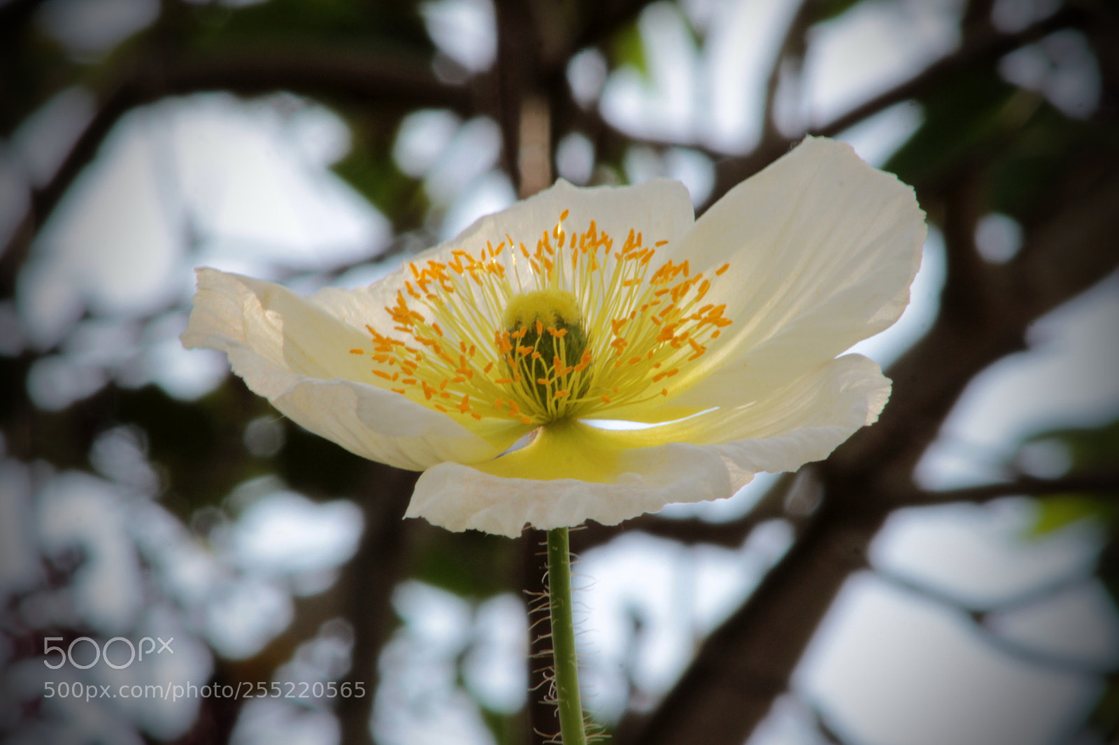 Canon EOS 600D (Rebel EOS T3i / EOS Kiss X5) sample photo. Flower photography