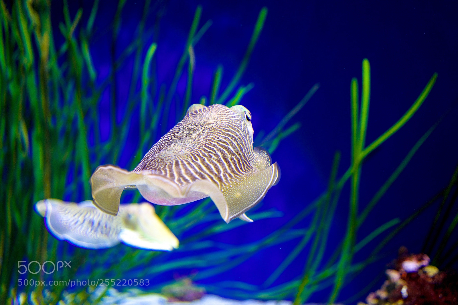 Sony a7 sample photo. Neon glow photography