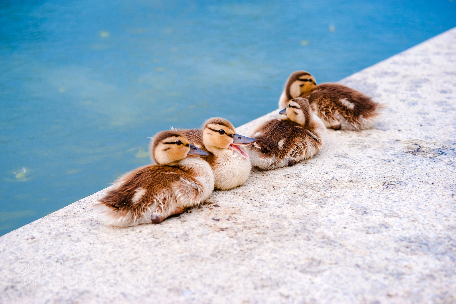 Sony a7 sample photo. D.c. ducklings photography