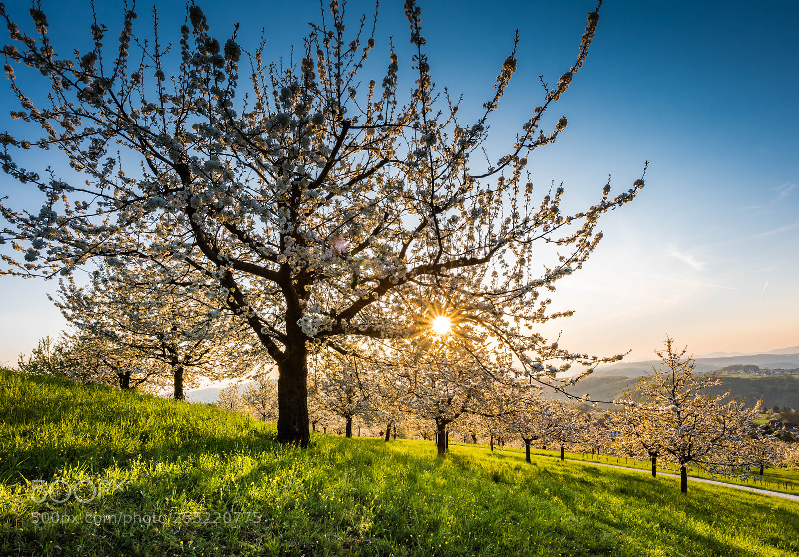 Nikon D810 sample photo. Springtime photography