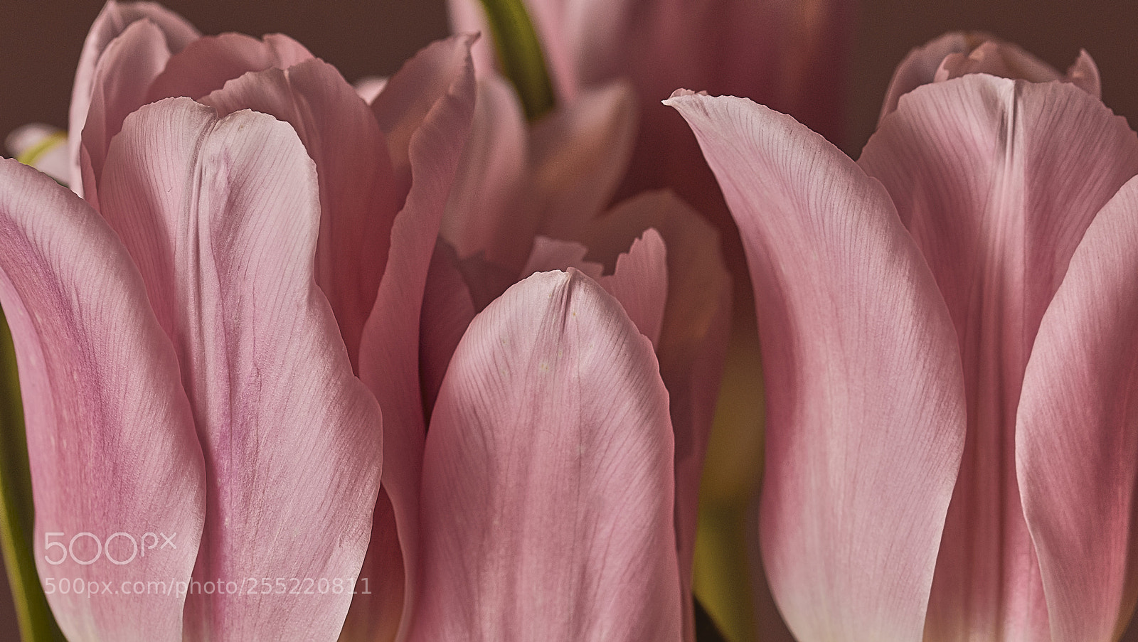 Nikon D7200 sample photo. Petals photography