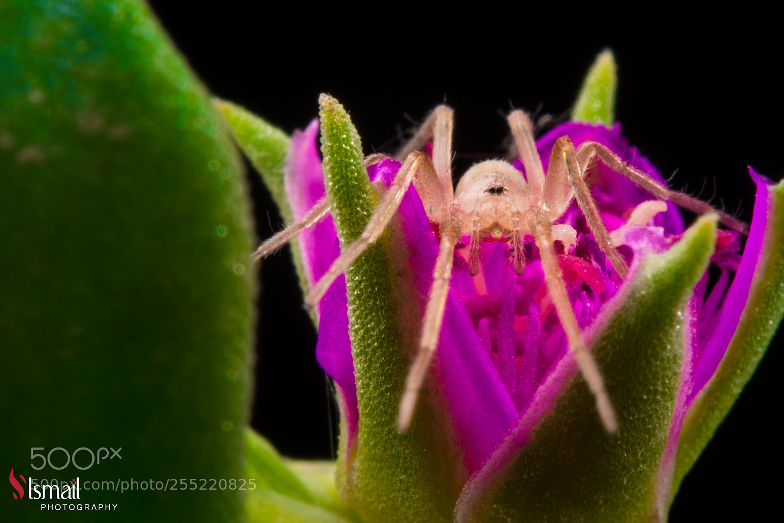 Nikon D800 sample photo. Spider & flower photography