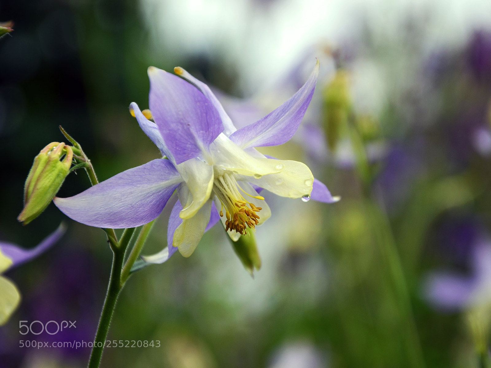 Nikon D5100 sample photo. Untitled photography