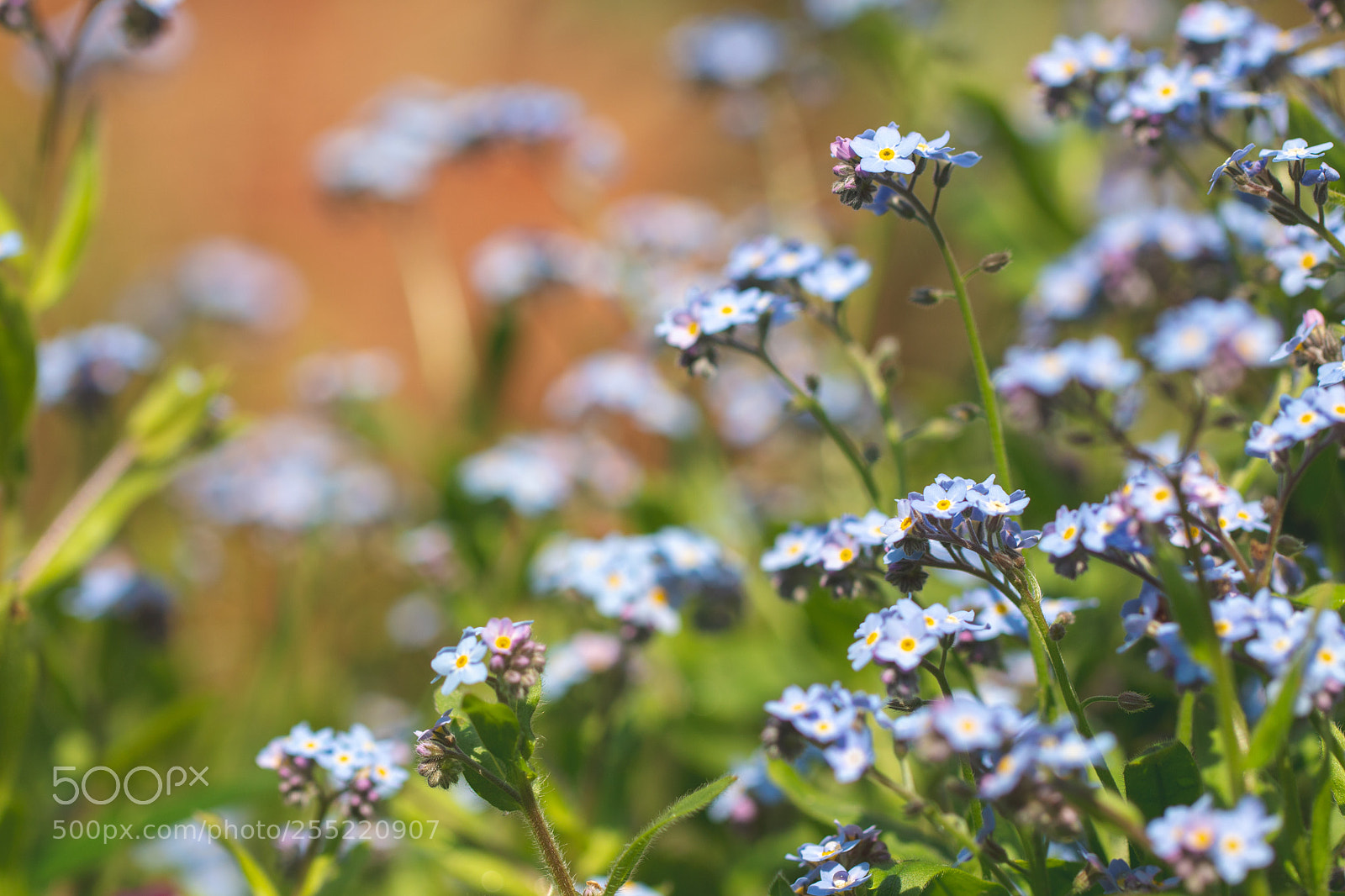 Canon EOS 70D sample photo. Forget-me-nots photography