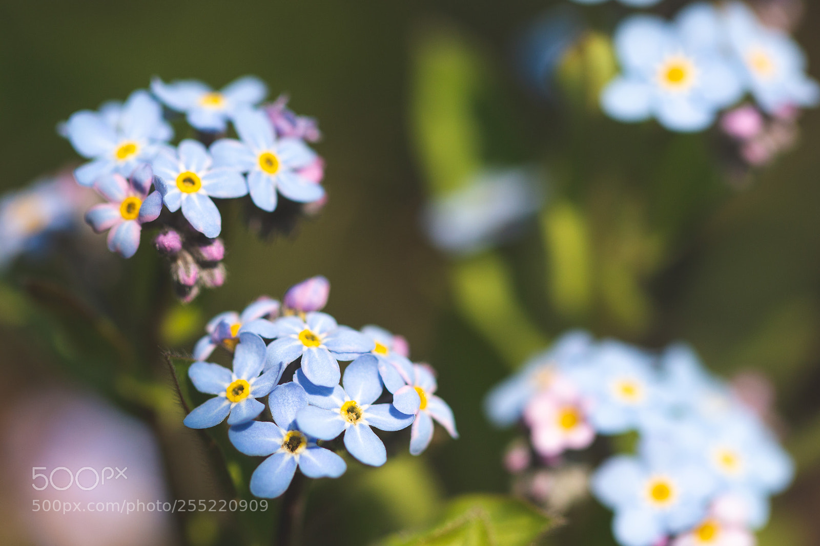Canon EOS 70D sample photo. Dainty blue photography