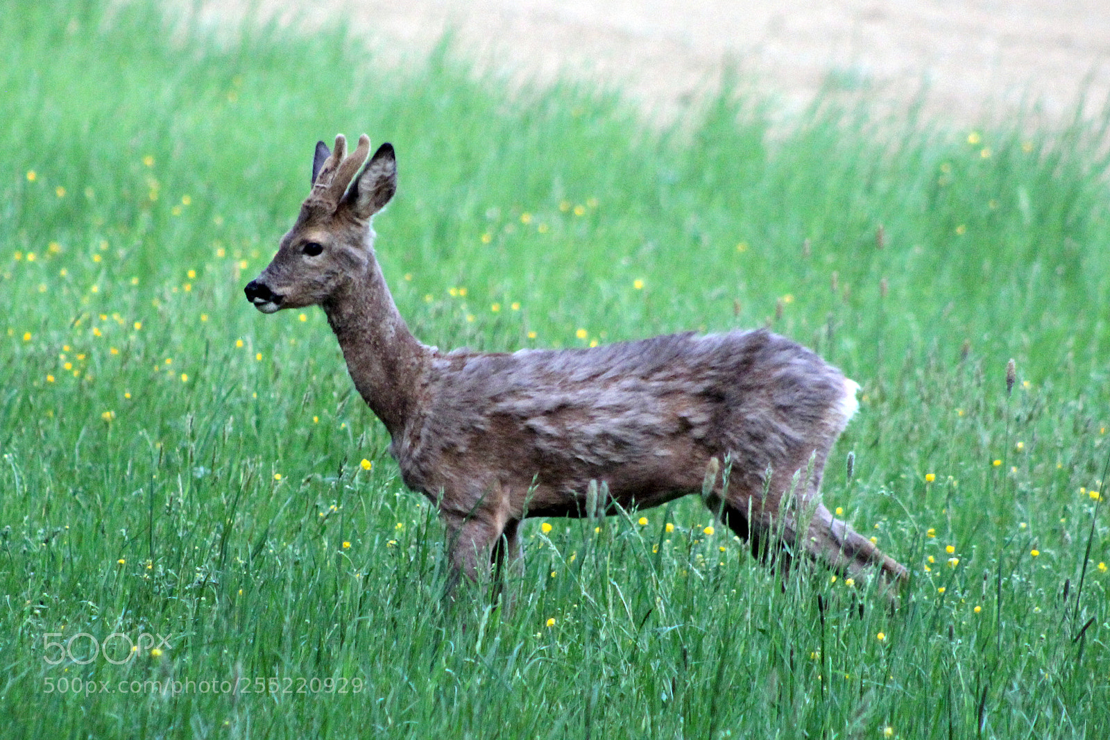 Canon EOS 600D (Rebel EOS T3i / EOS Kiss X5) sample photo. Wildlife photography