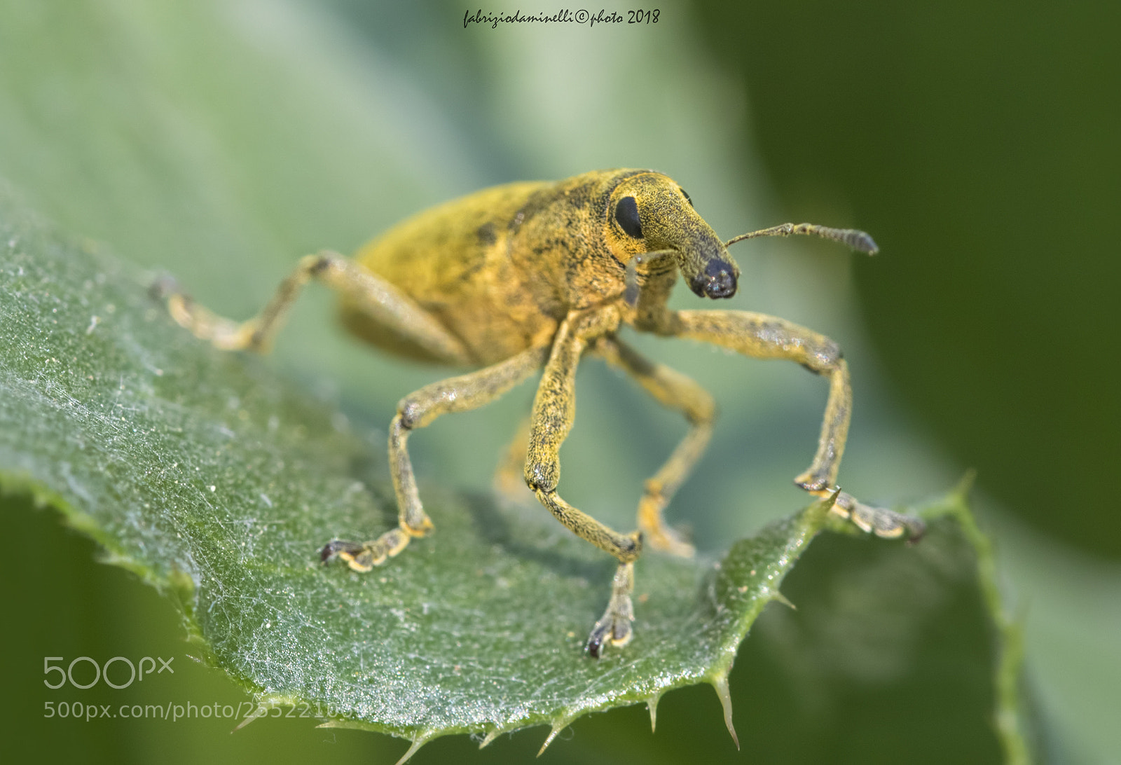Canon EOS 7D Mark II sample photo. Larinus sp. - curculionidae photography