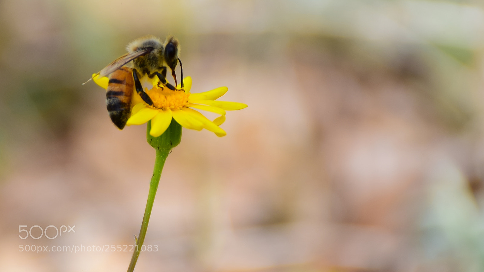 Nikon D5300 sample photo. Bee and flower photography