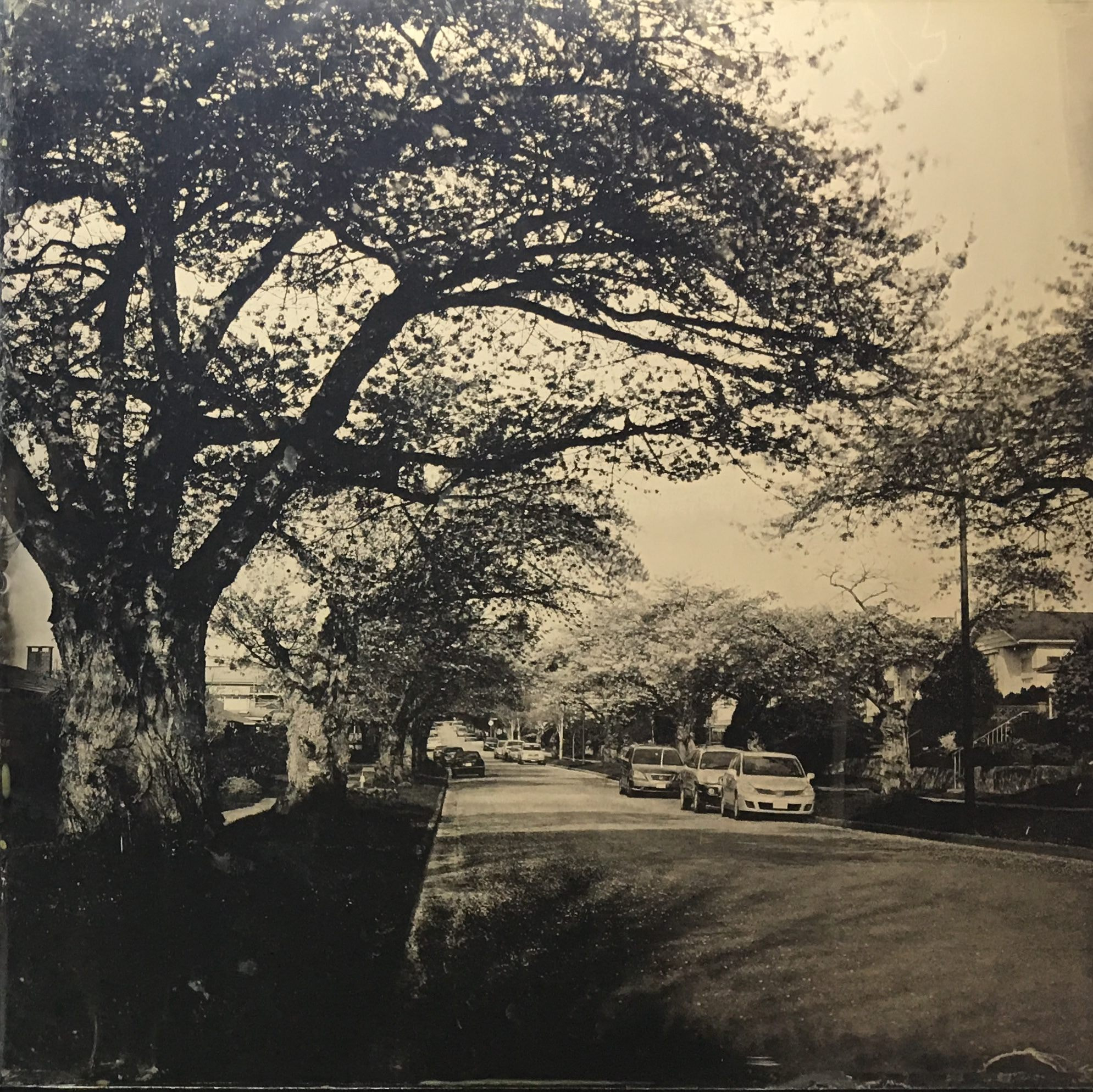 湿版摄影11x11英寸玻璃，温哥华的樱花