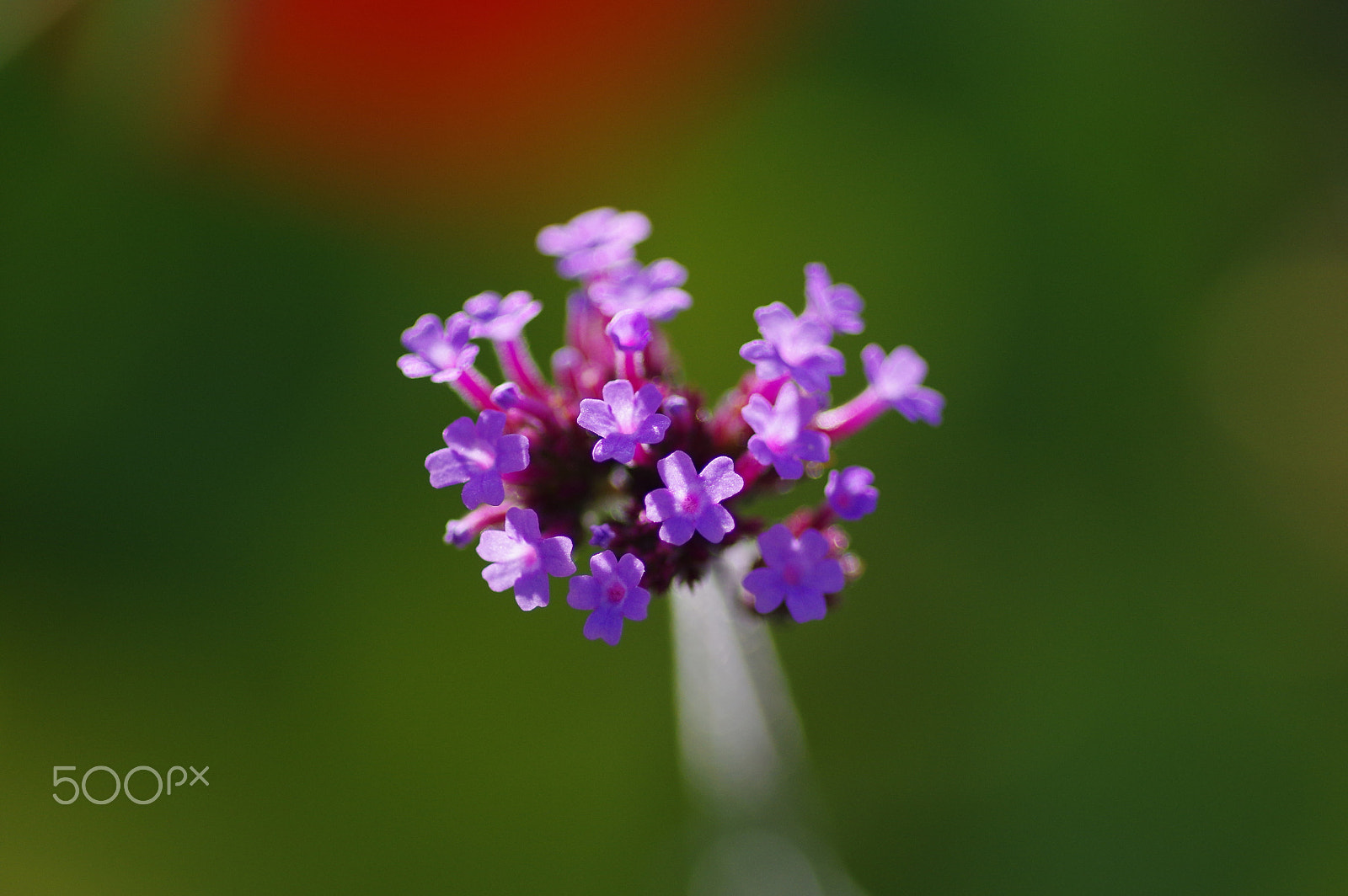 Pentax K-3 II + Pentax smc D-FA 100mm F2.8 Macro WR sample photo. Luminous verbena photography