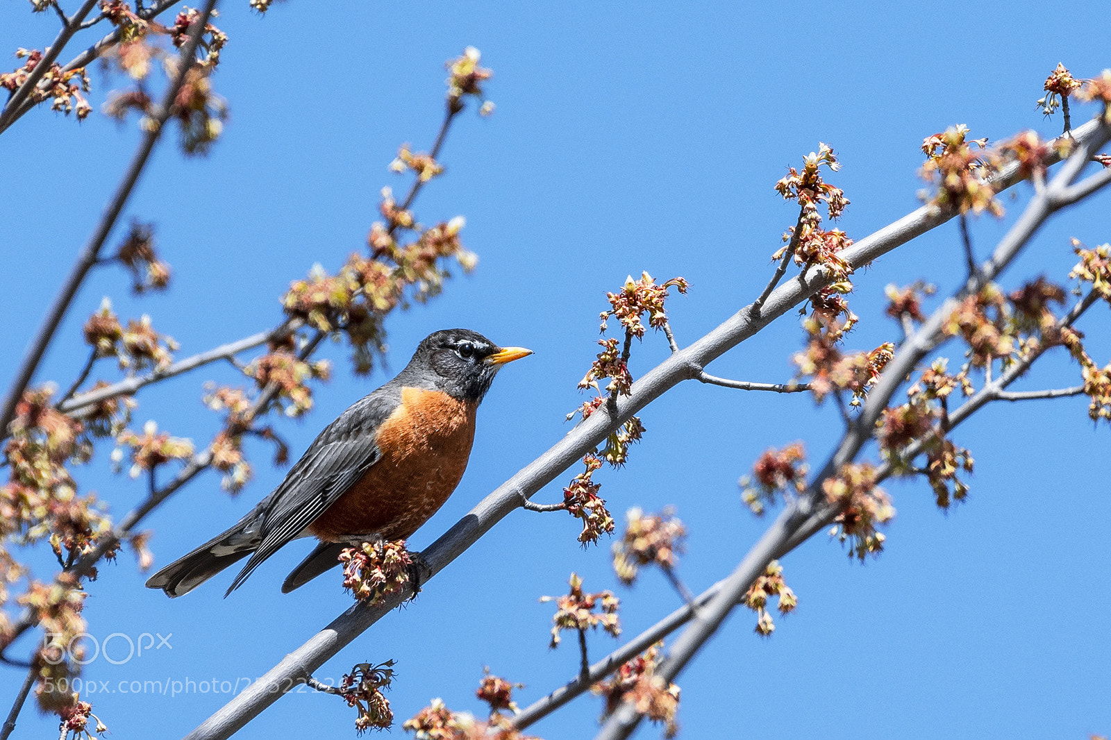 Nikon D500 sample photo. Robin on sunny spring photography