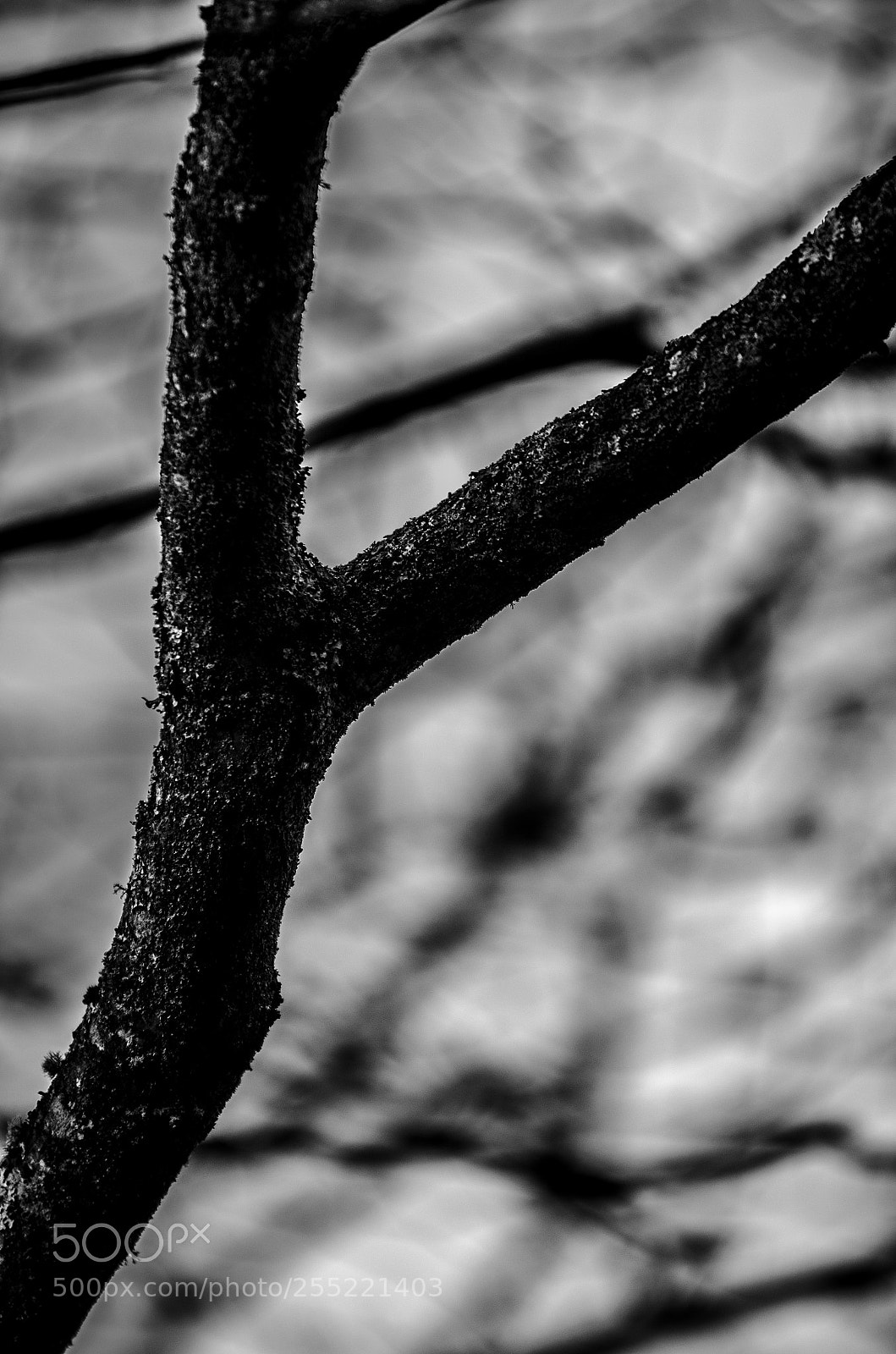 Nikon D7000 sample photo. Lucky shot photography