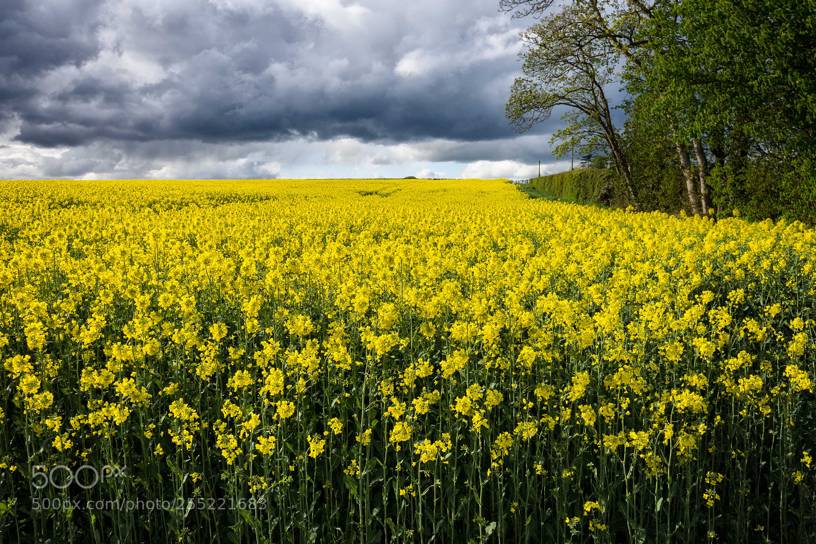 Nikon D7200 sample photo. Storm and yellow photography