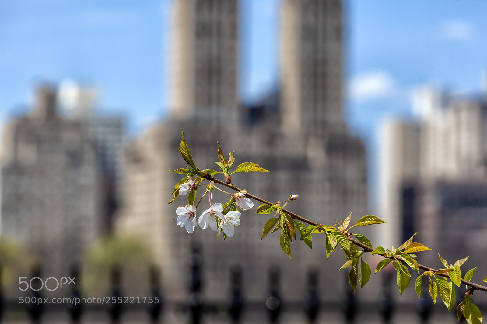 Canon EOS 5D Mark II sample photo. Cherry blossoms and the photography