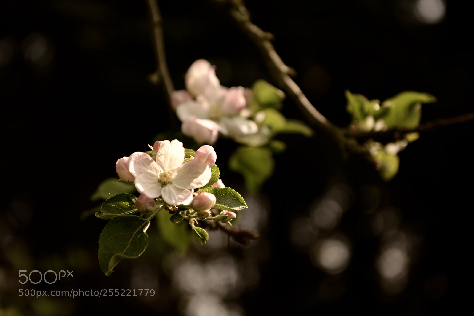 Nikon D850 sample photo. Apple blossom photography
