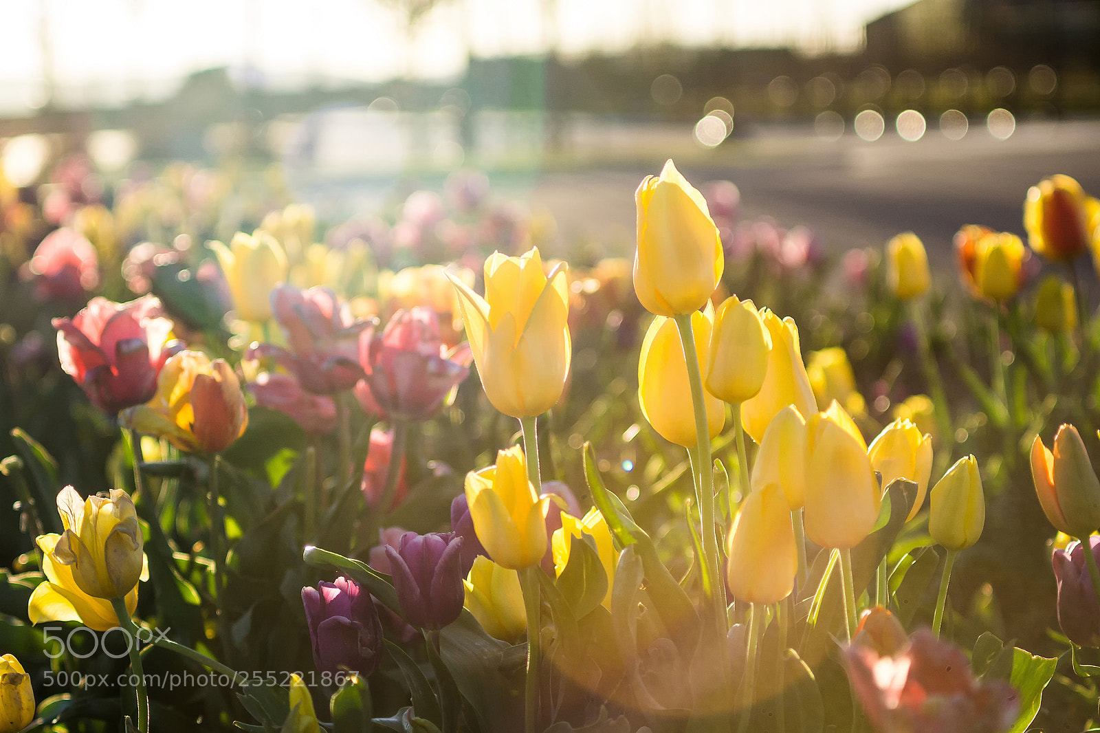 Sony a6000 sample photo. Spring blossoms photography