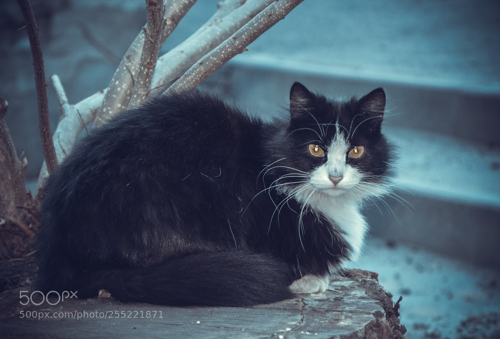 Nikon D3200 sample photo. Just a cat / Просто Кот photography