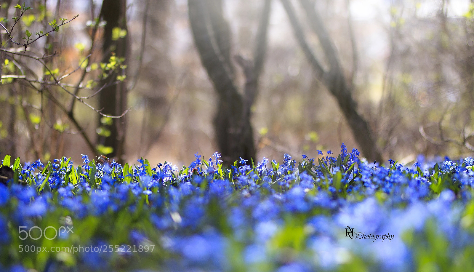 Canon EOS 70D sample photo. Flowers of spring photography