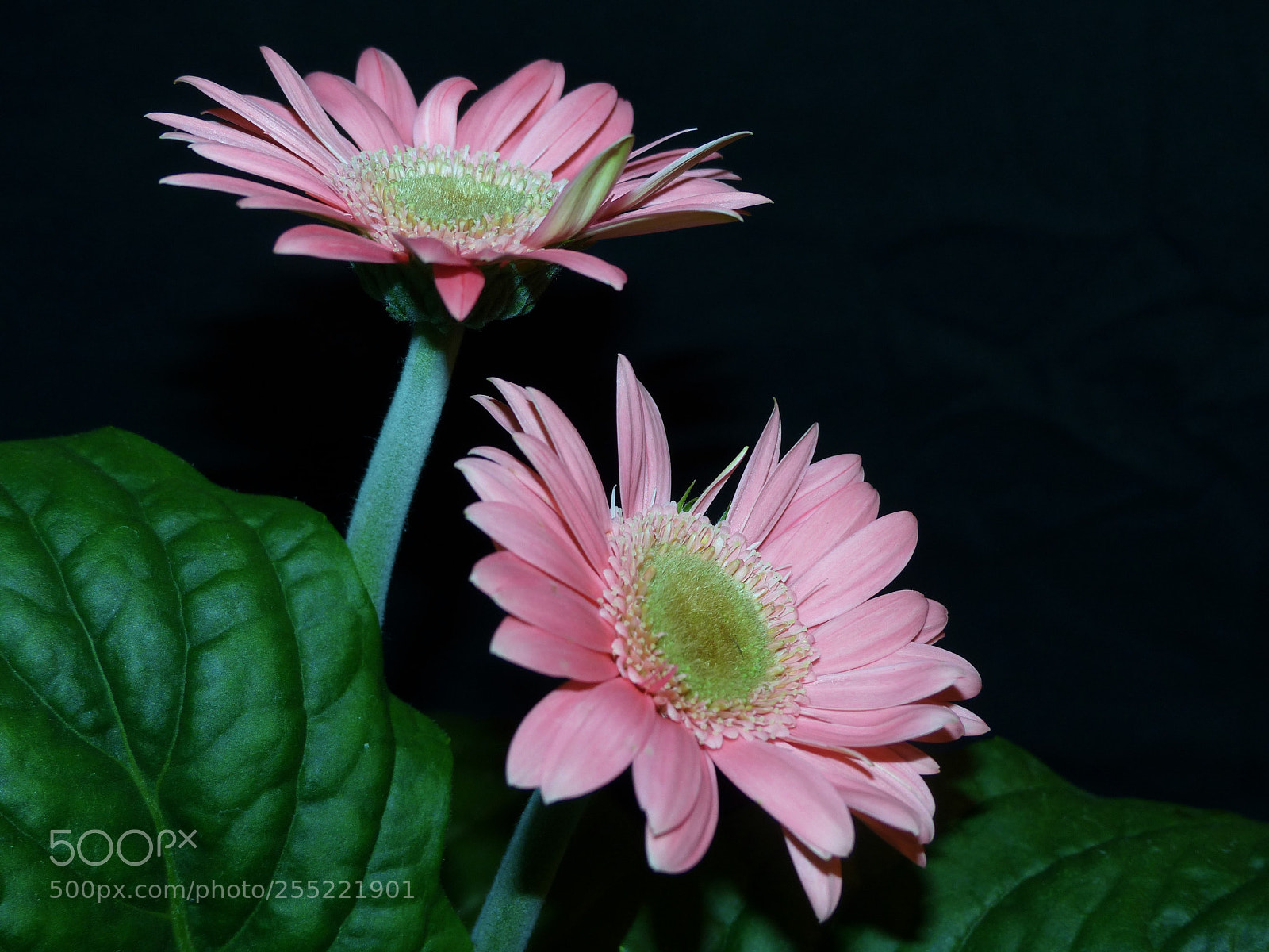 Panasonic Lumix DMC-FZ200 sample photo. Flower gerbera in rosé photography