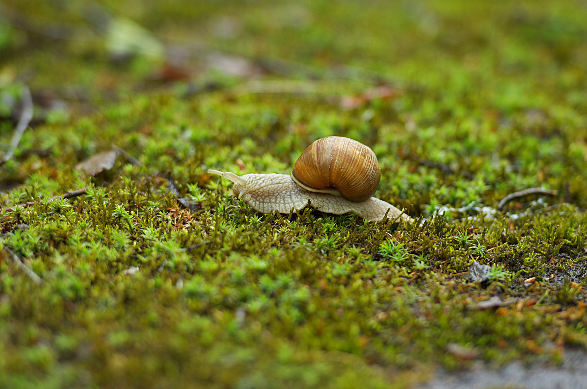 Nikon D2Xs sample photo. Snail photography