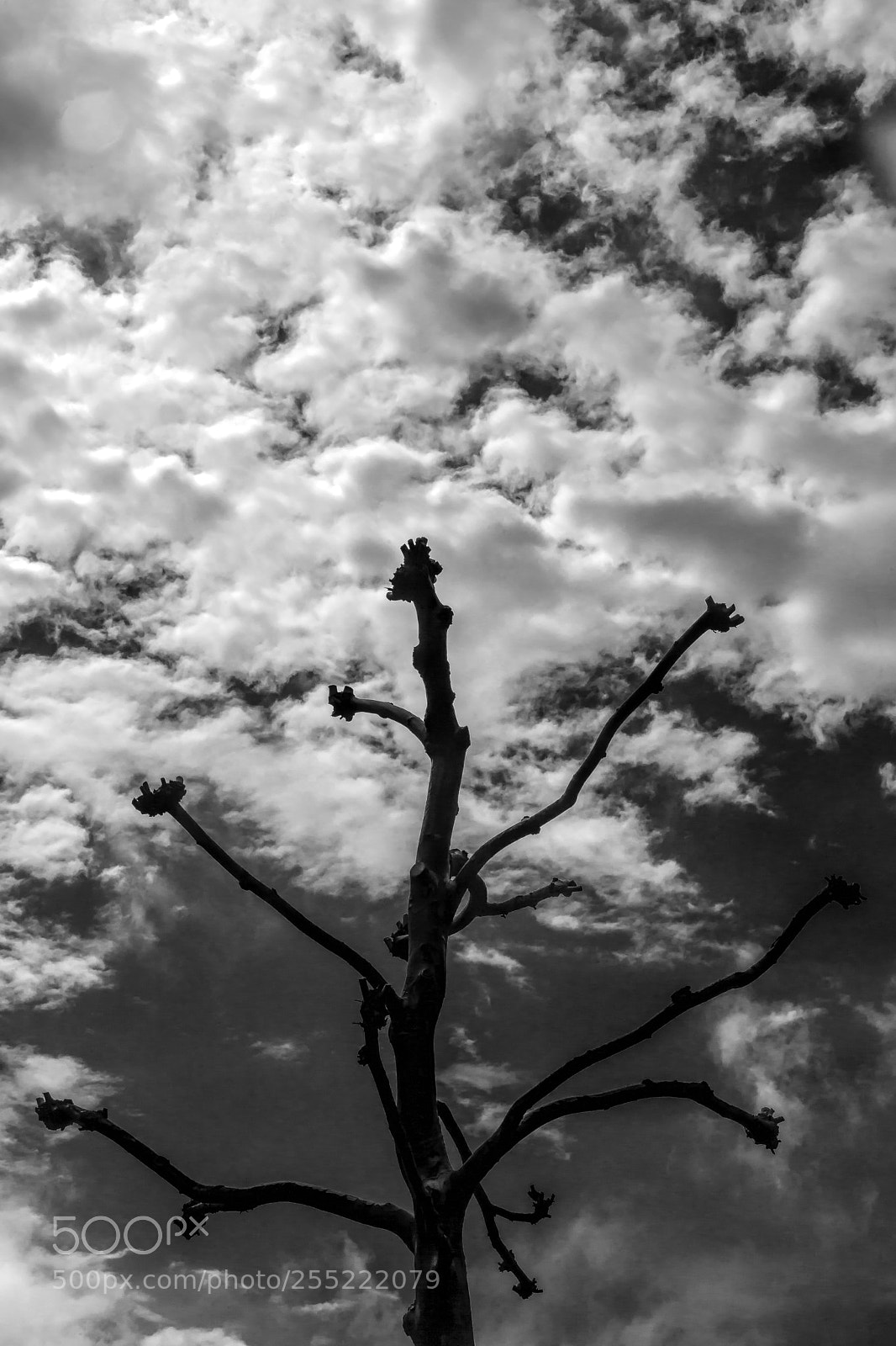 Canon EOS 5D Mark II sample photo. Tree clouds and sky photography