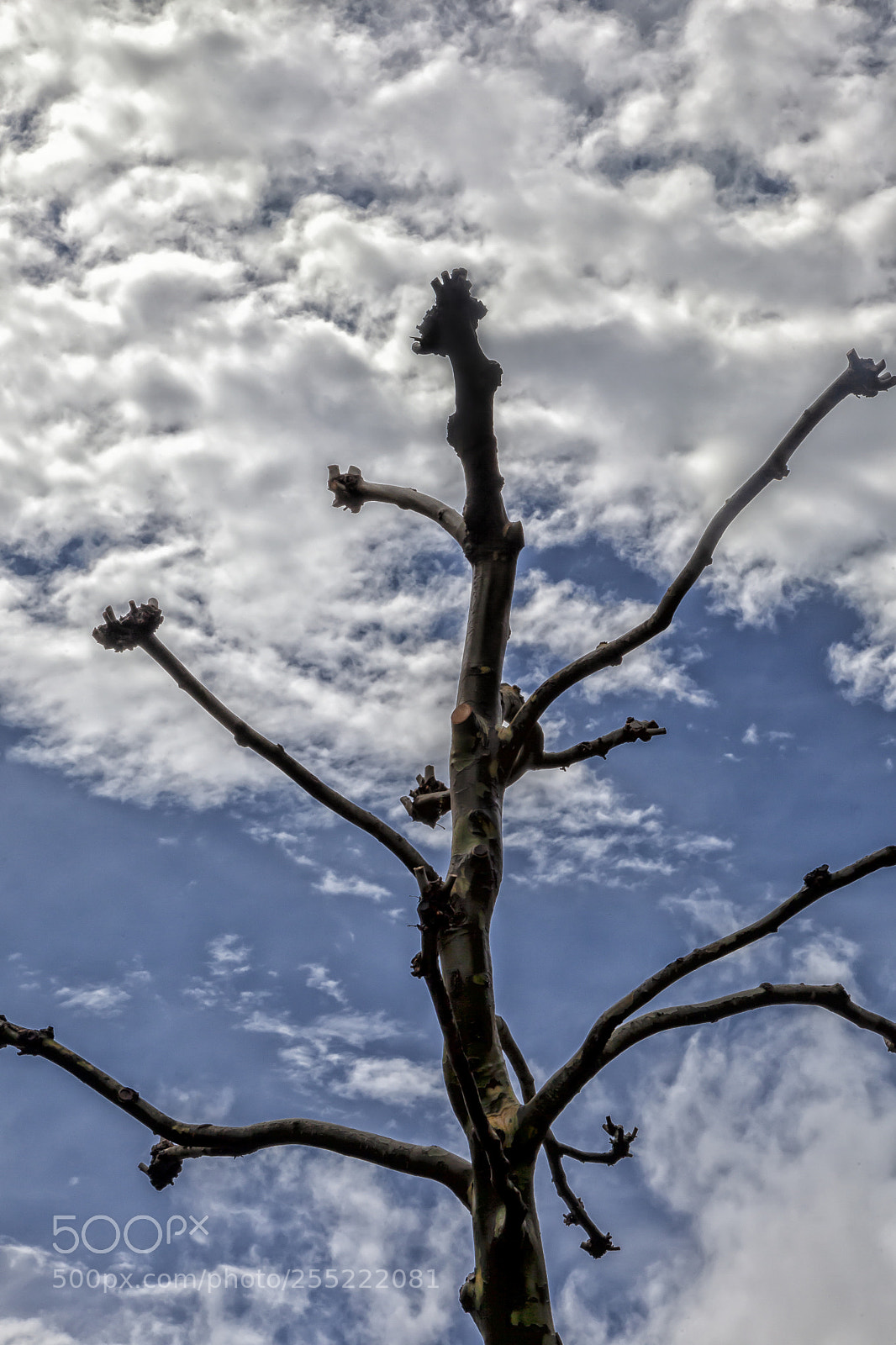 Canon EOS 5D Mark II sample photo. Tree clouds and sky photography