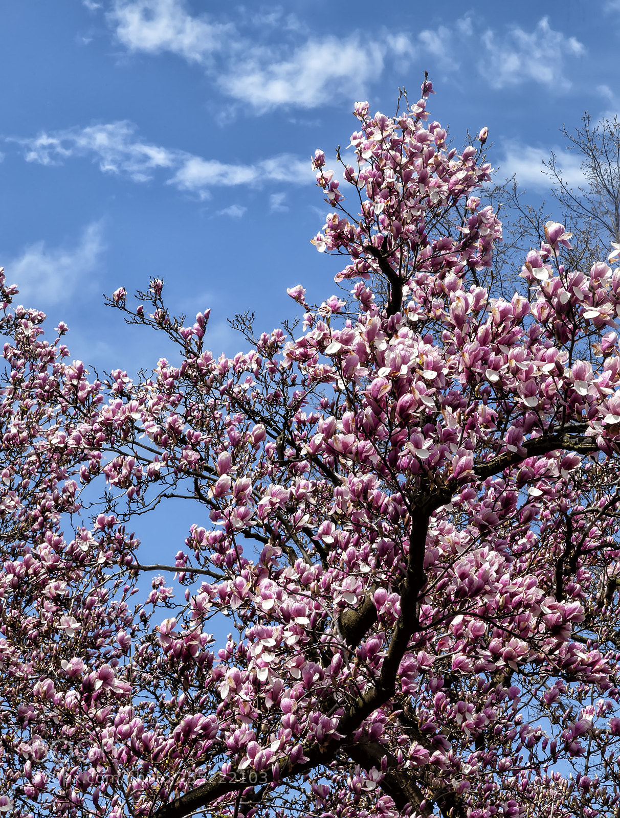 Canon EOS 5D Mark II sample photo. Magnolia trees photography