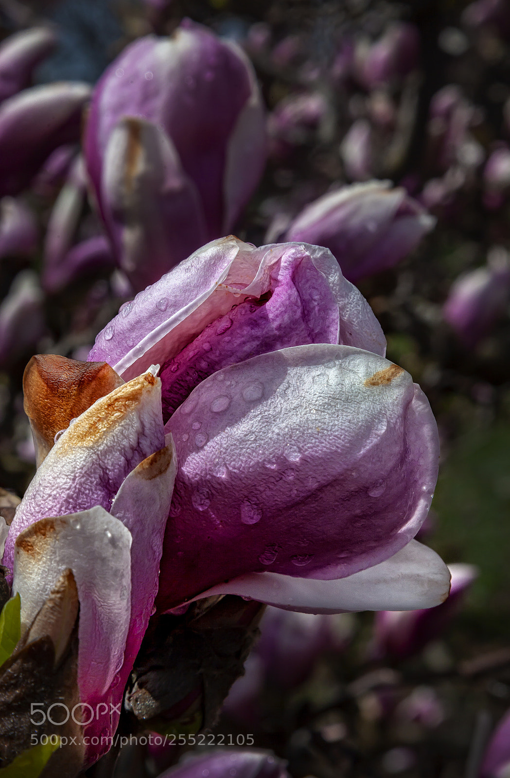 Canon EOS 5D Mark II sample photo. Magnolia and raindrops photography