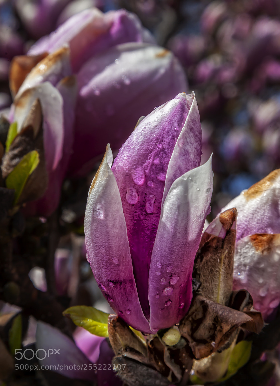 Canon EOS 5D Mark II sample photo. Magnolia and raindrops photography