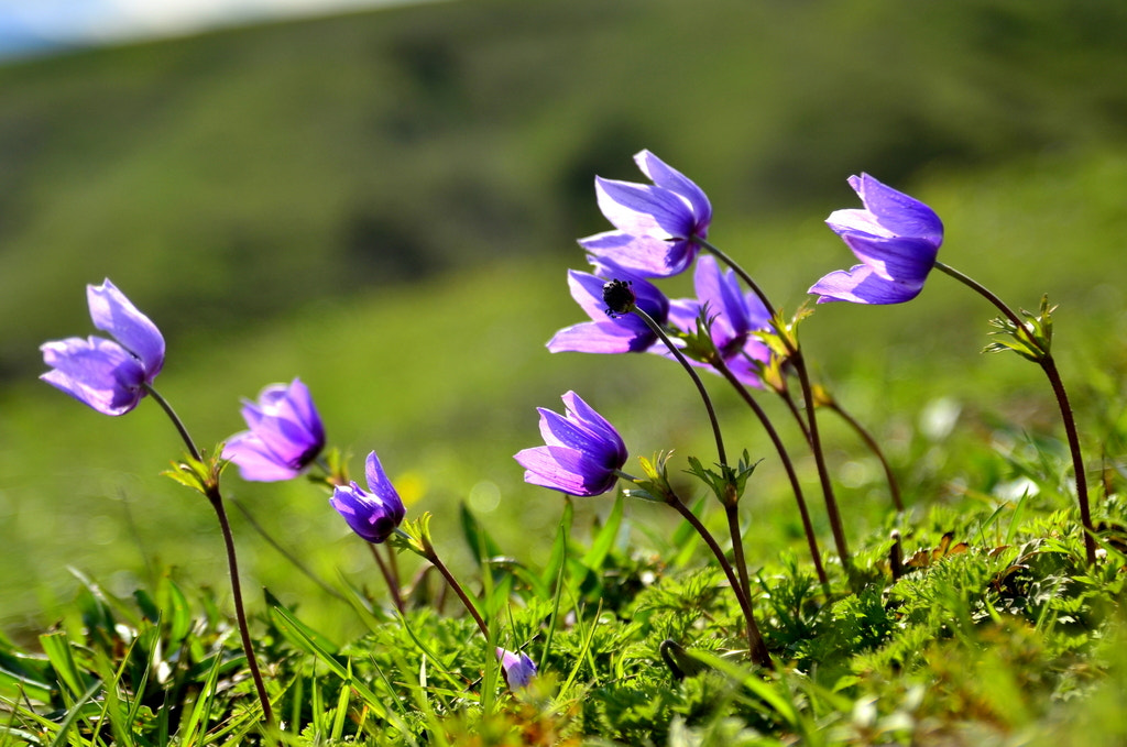 Nikon D7000 sample photo. Jpgk photography