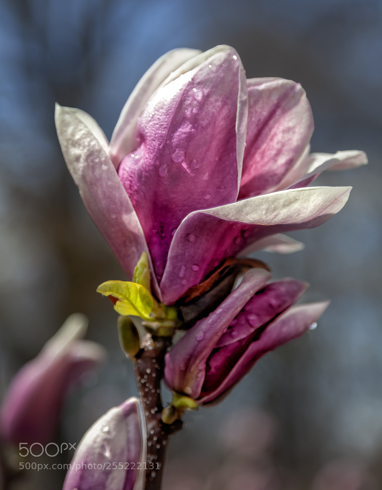 Canon EOS 5D Mark II sample photo. Magnolia blossom and raindrops photography