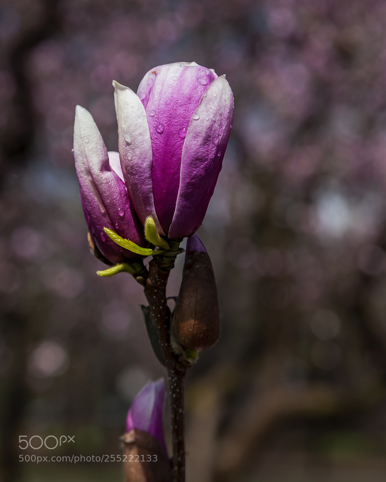 Canon EOS 5D Mark II sample photo. Magnolia and raindrops photography