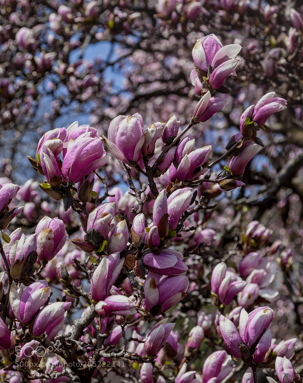 Canon EOS 5D Mark II sample photo. Magnolia and raindrops photography