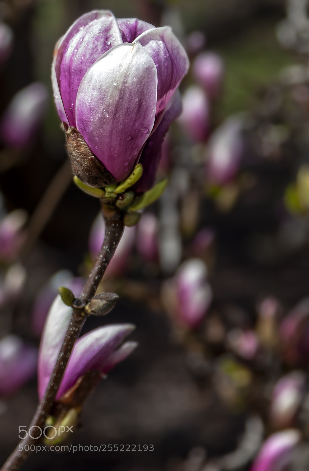 Canon EOS 5D Mark II sample photo. Magnolia and raindrops photography