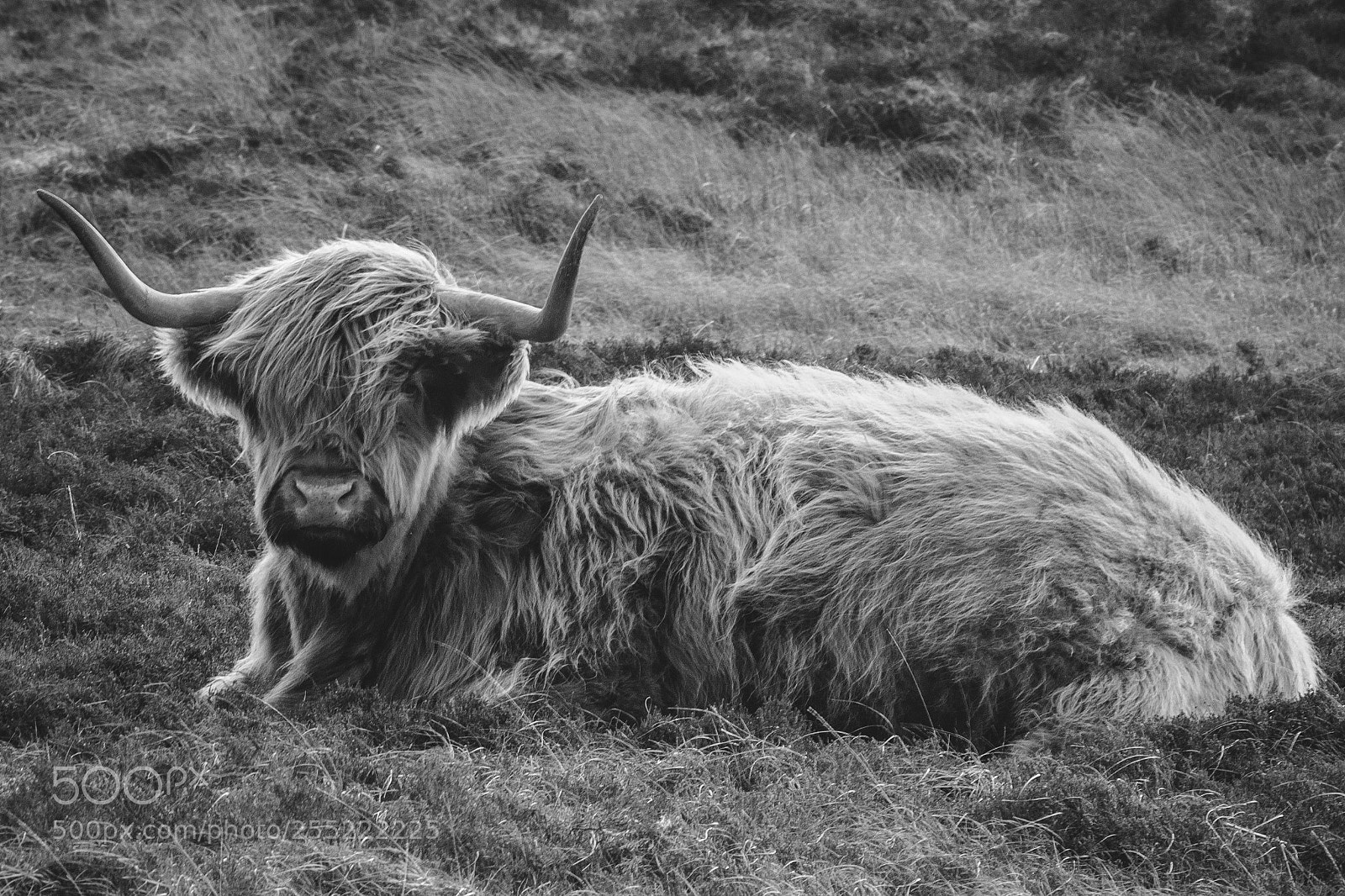 Nikon D7000 sample photo. Lazy moo cow photography