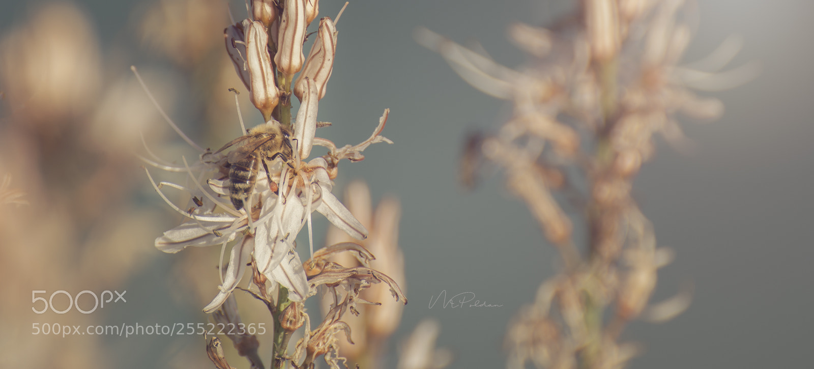 Nikon D7100 sample photo. Spring mood photography