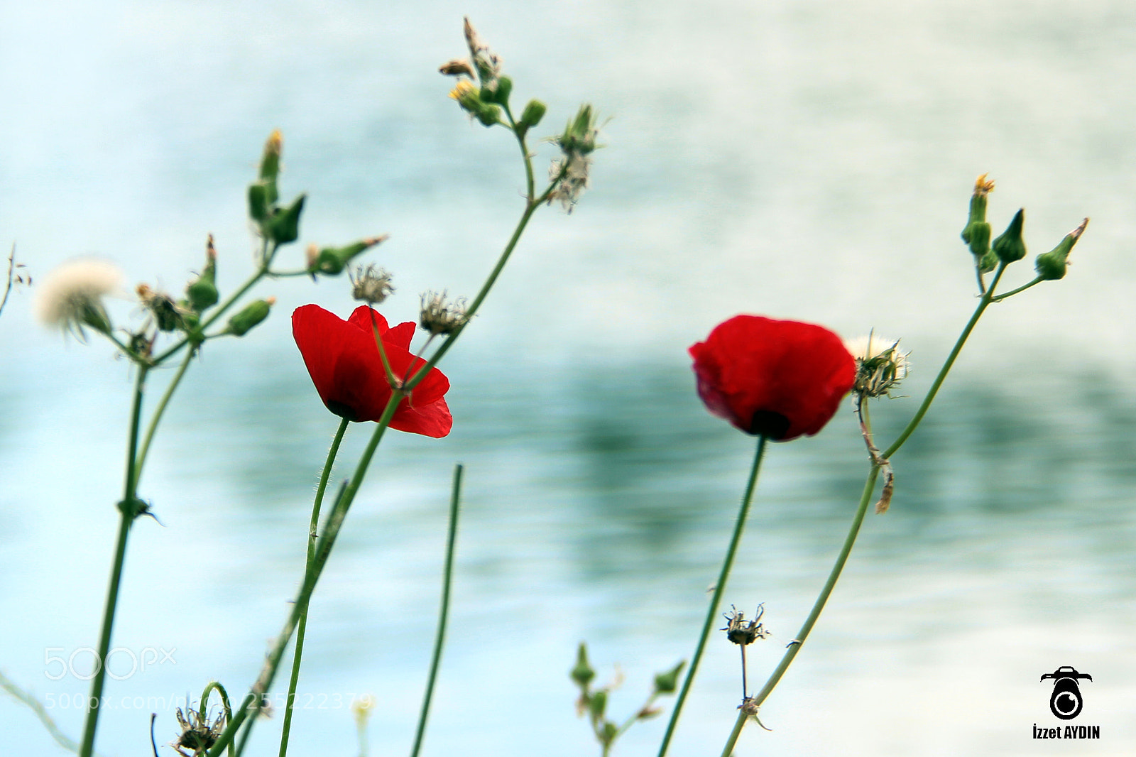 Canon EOS 600D (Rebel EOS T3i / EOS Kiss X5) sample photo. Poppy flower photography