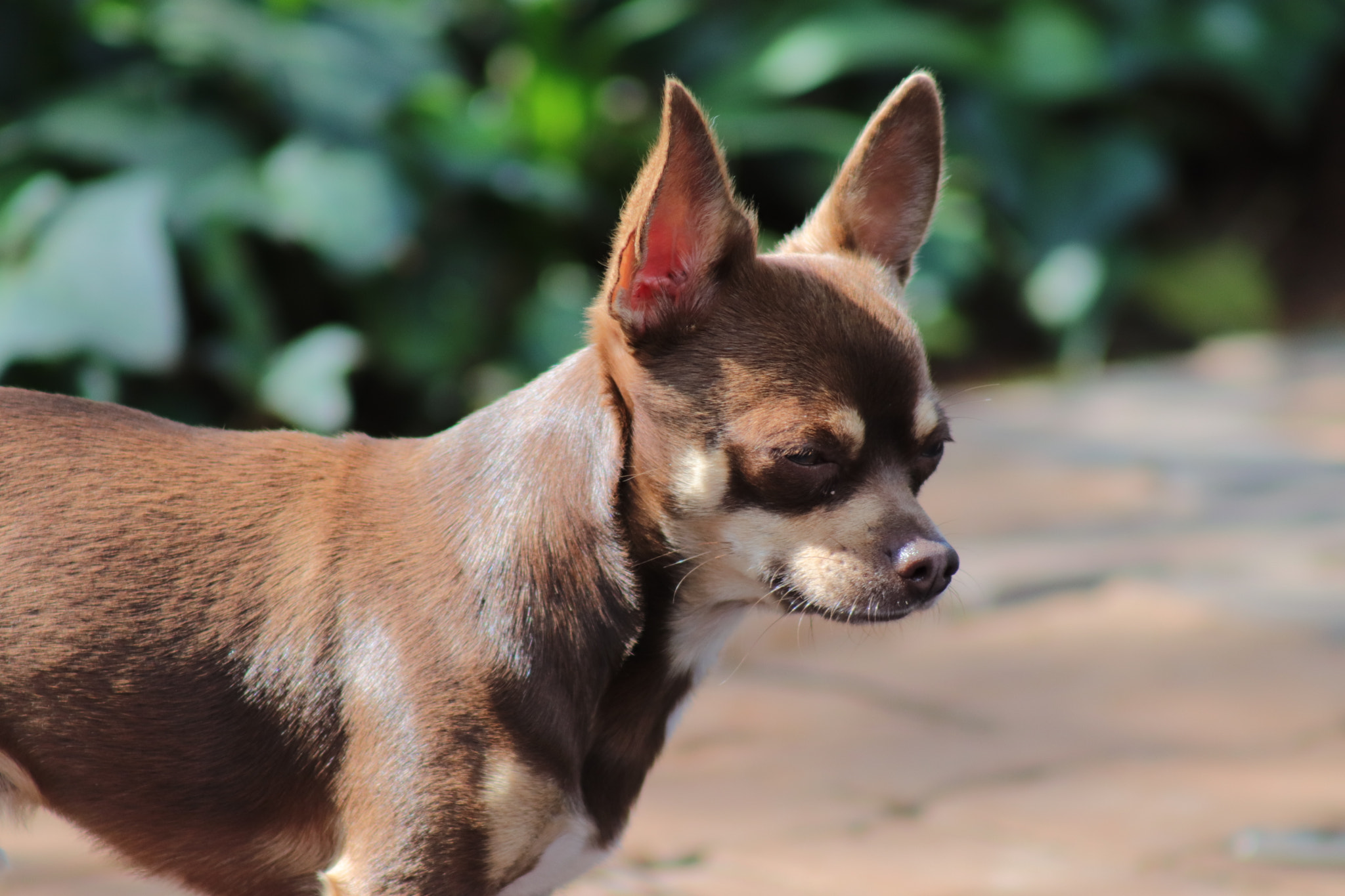 Canon EF 75-300mm f/4-5.6 sample photo. Img photography