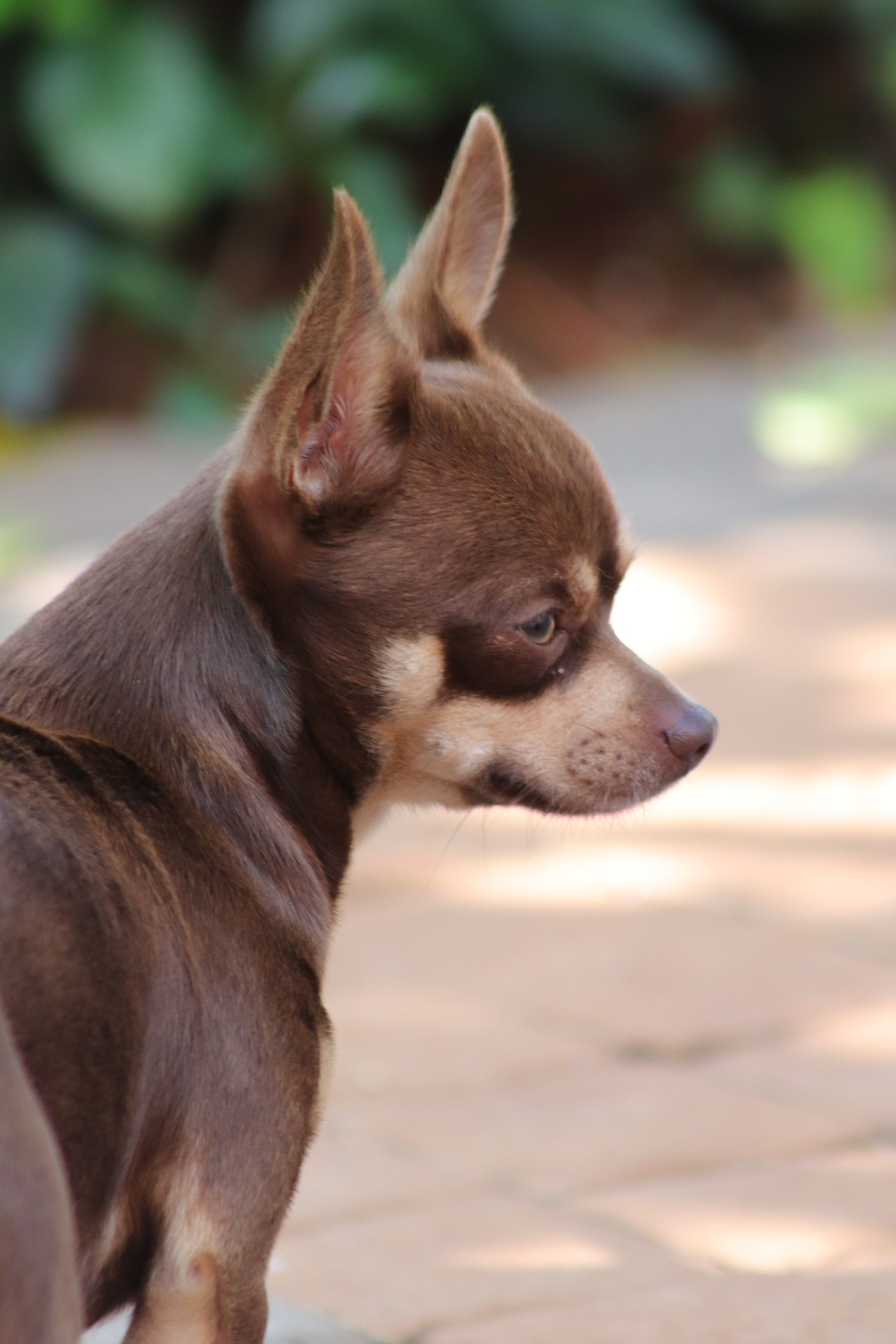 Canon EF 75-300mm f/4-5.6 sample photo. Img photography