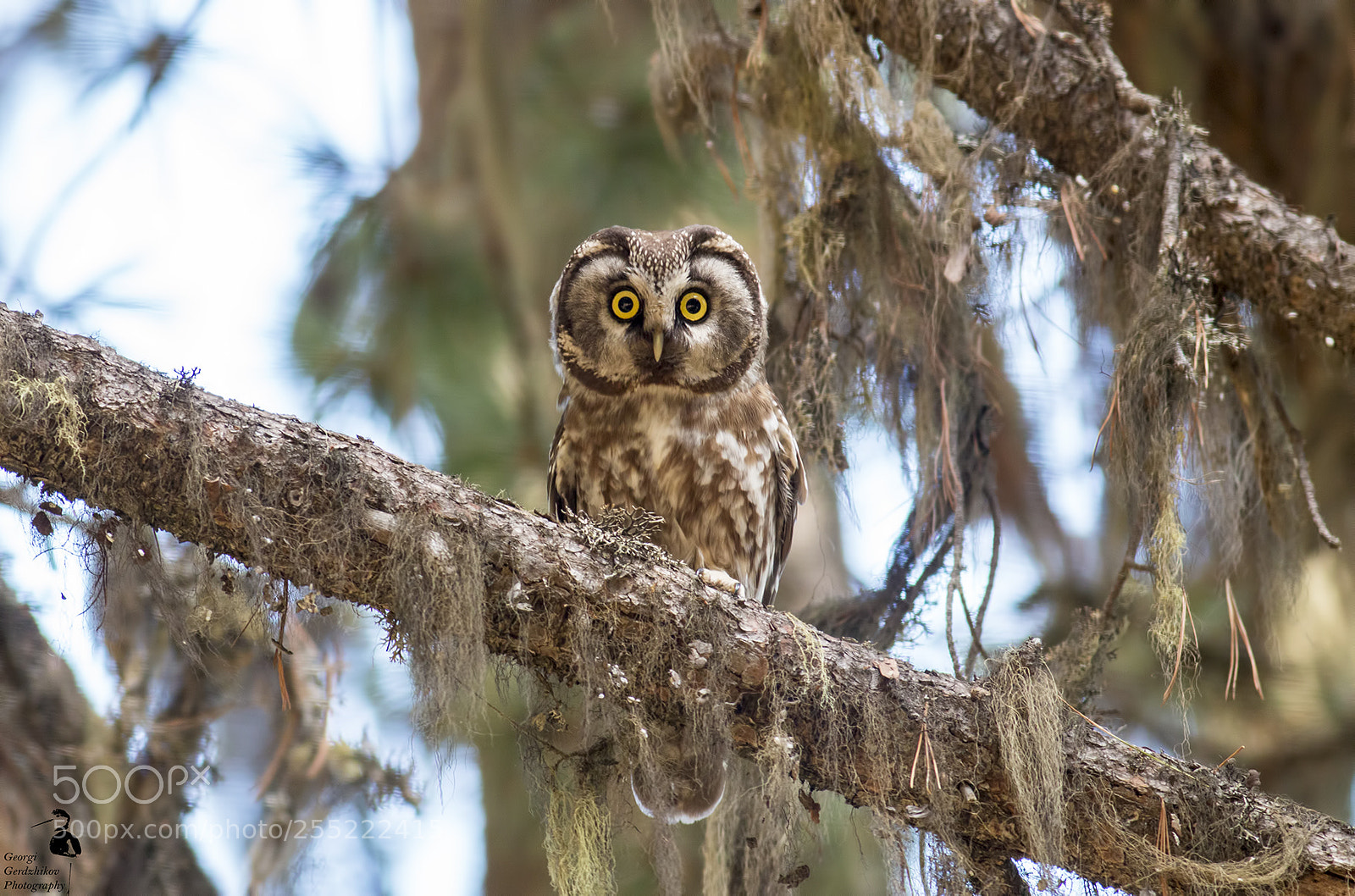 Canon EOS 70D sample photo. Boreal owl (aegolius funereus) photography