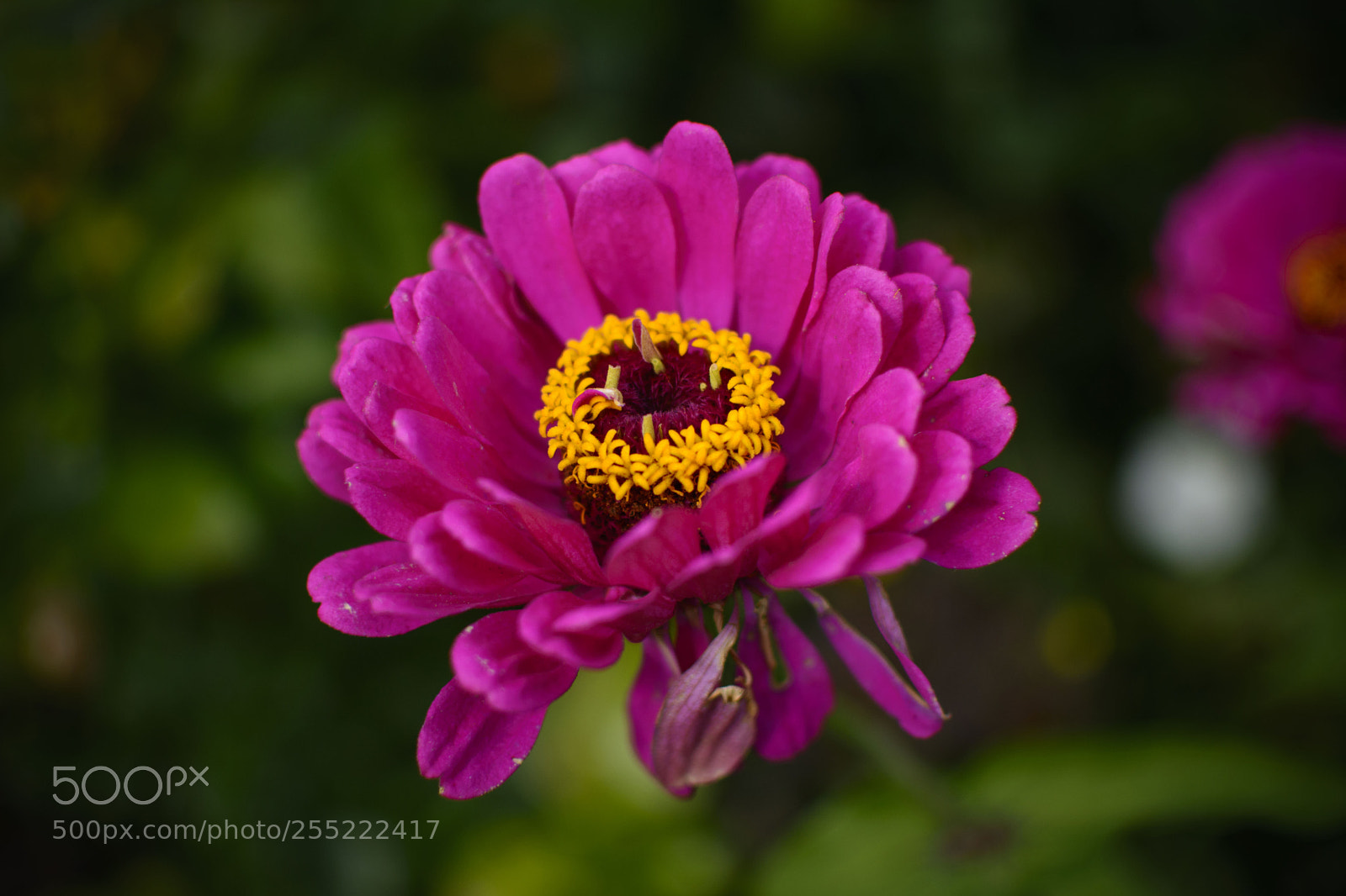 Nikon D5200 sample photo. One fine day in photography