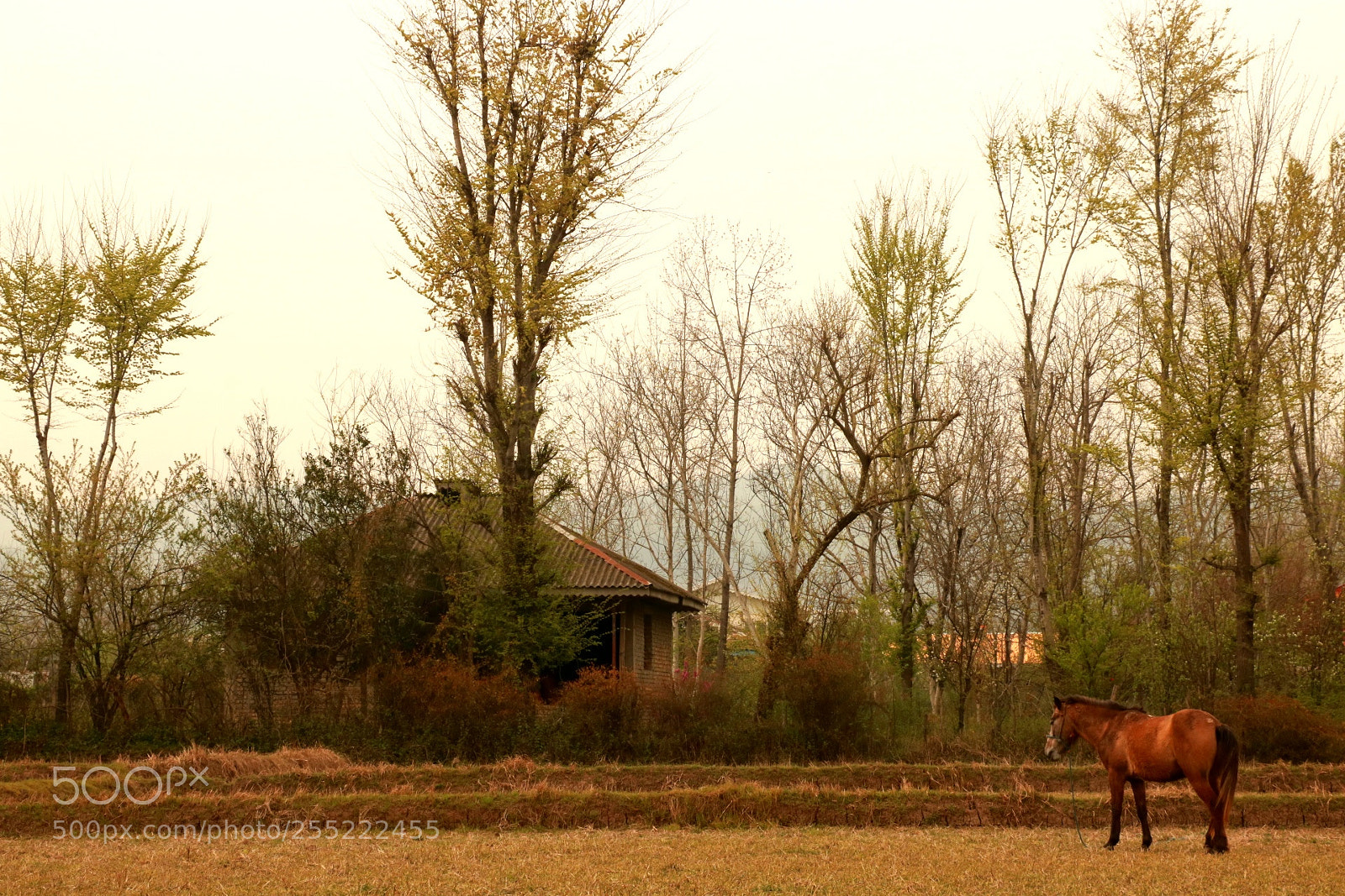 Canon EOS 760D (EOS Rebel T6s / EOS 8000D) sample photo. Beauty of iran photography